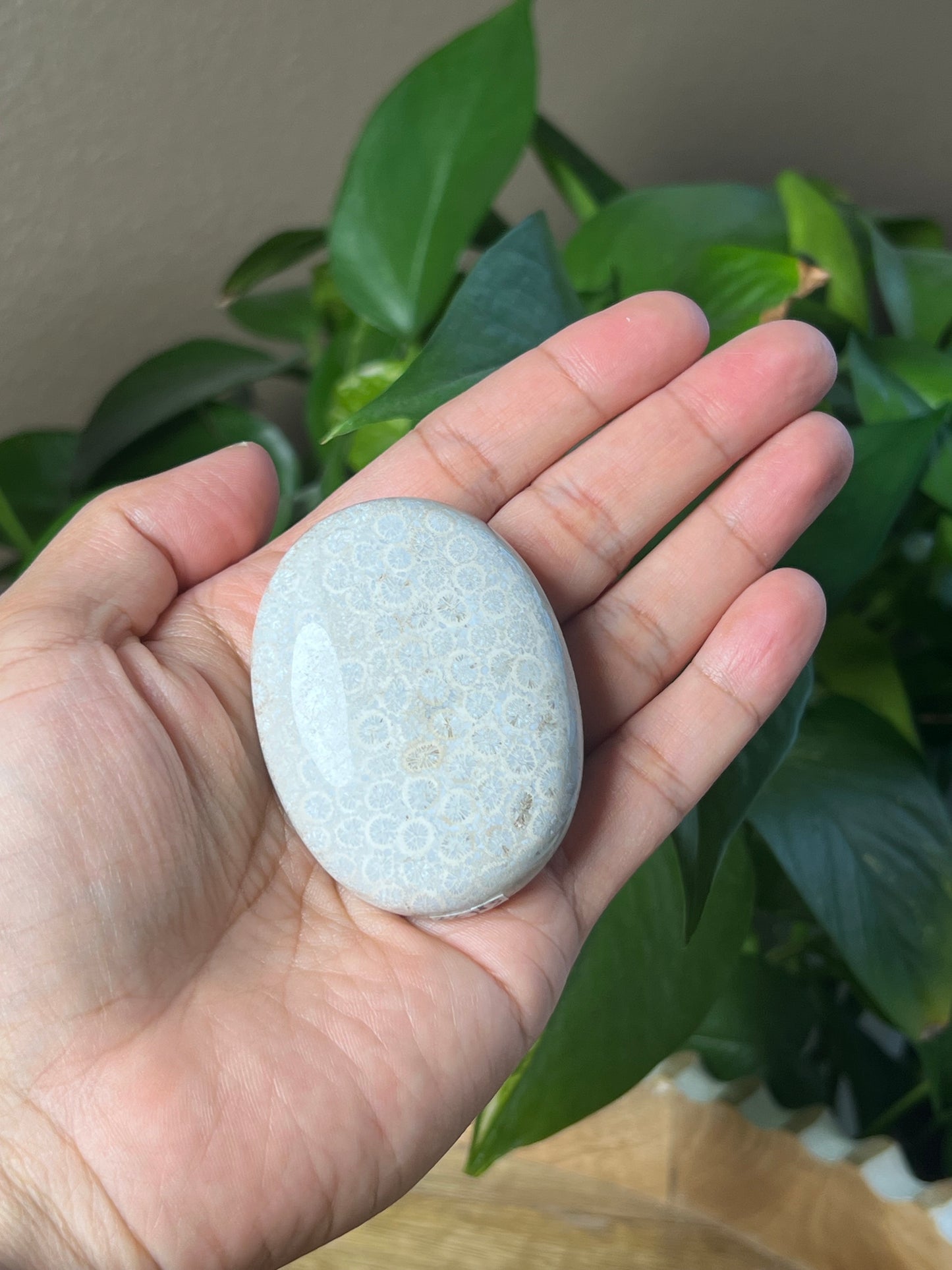 Fossil Coral Palmstone
