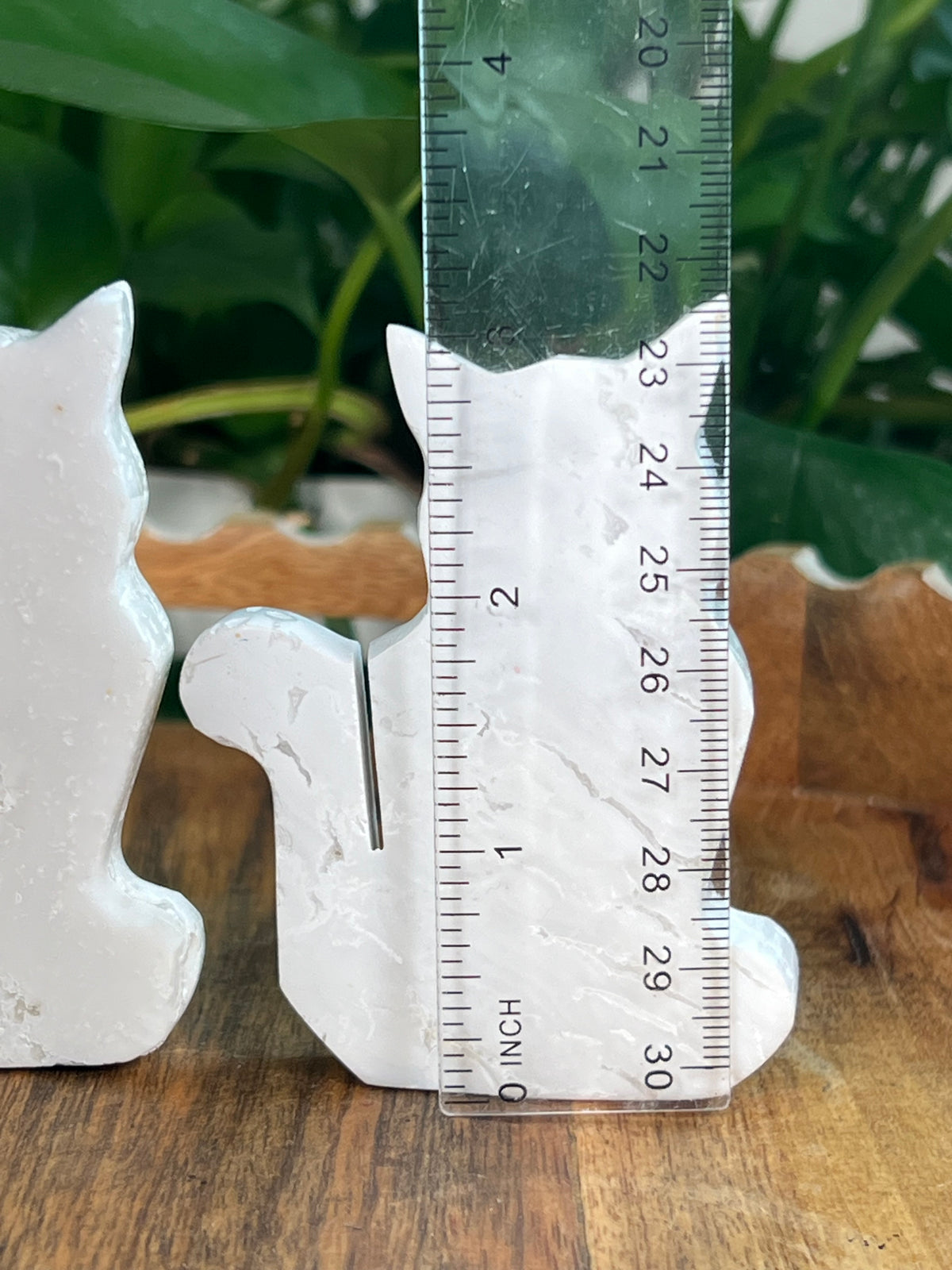 White Plume Agate Cats