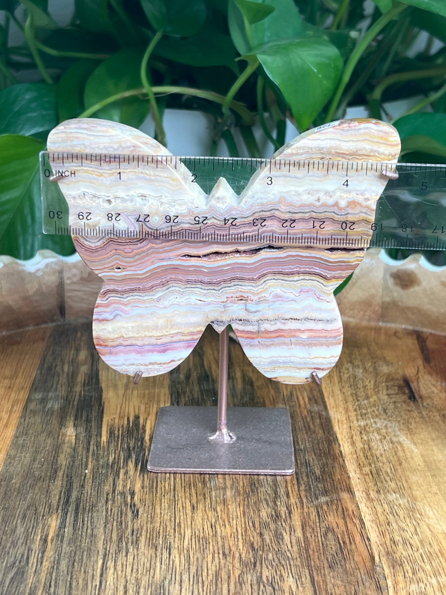 Crazy Lace Agate Butterfly: L