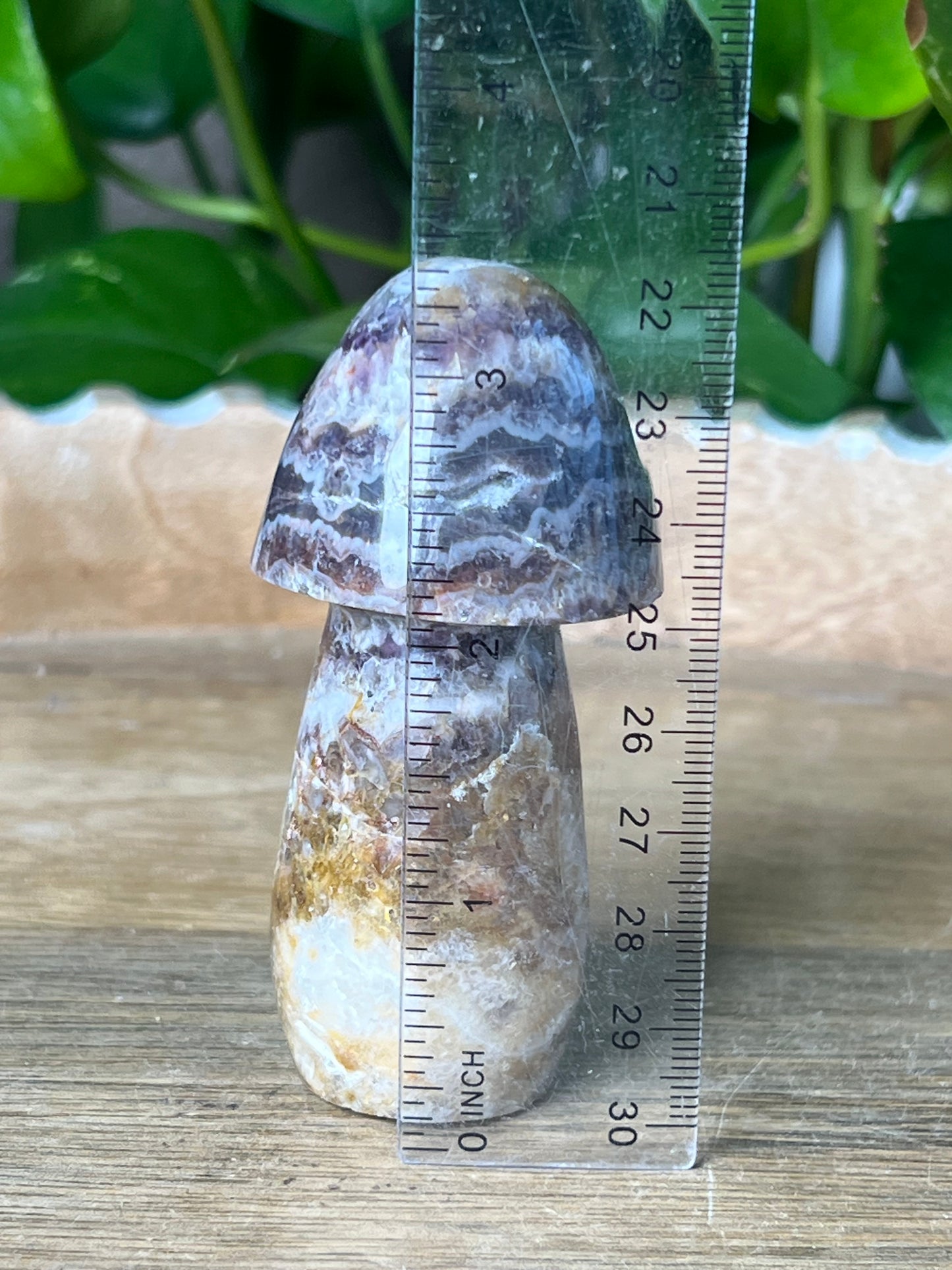 Indonesian Amethyst Mushroom: TC
