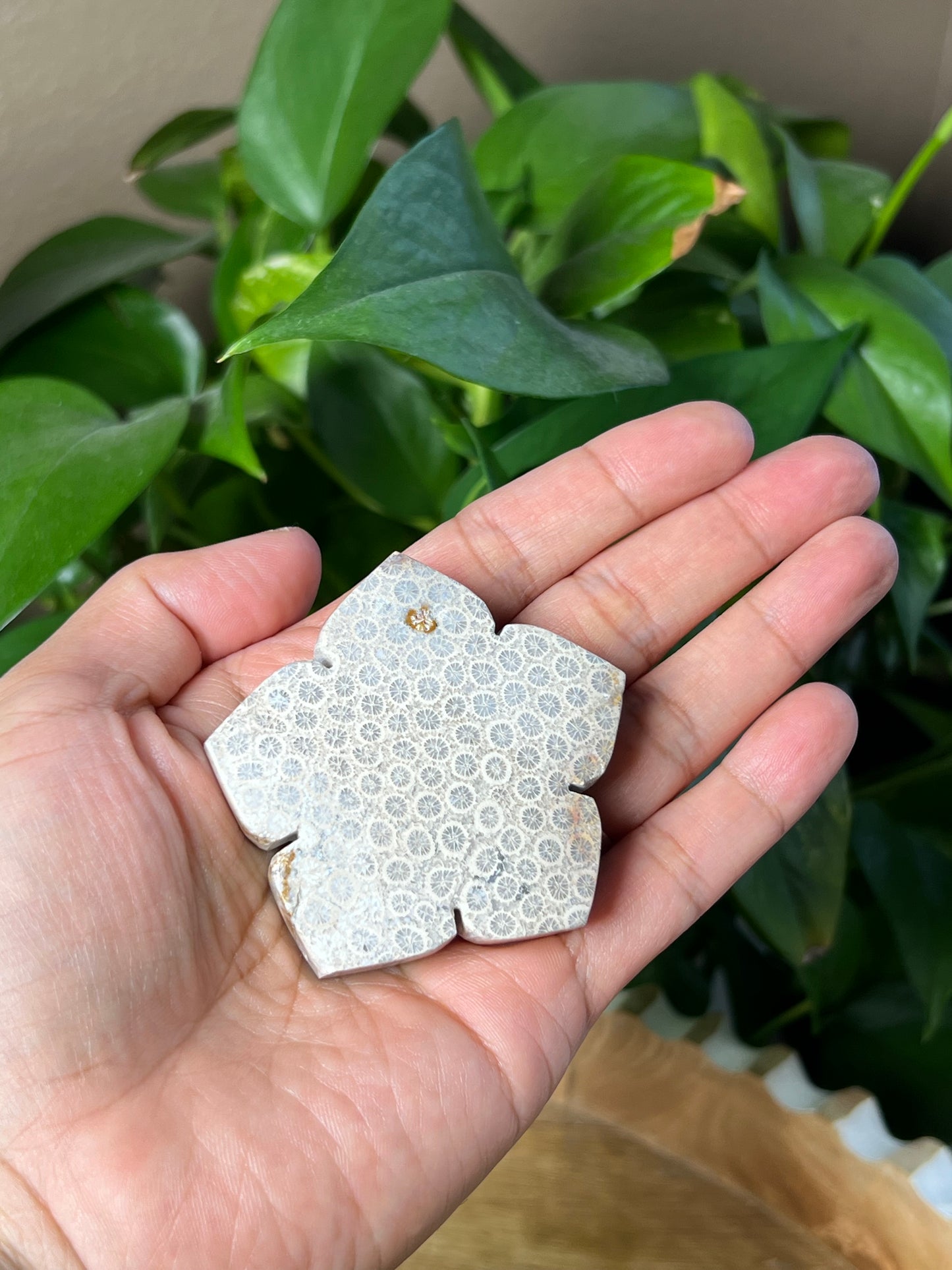 Fossil Coral Flower