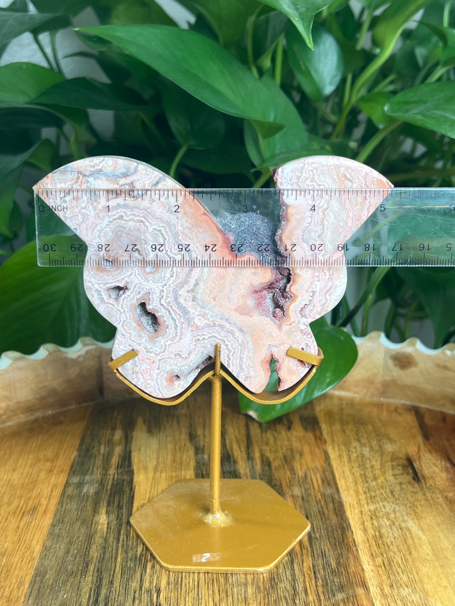 Crazy Lace Agate Butterfly: PG
