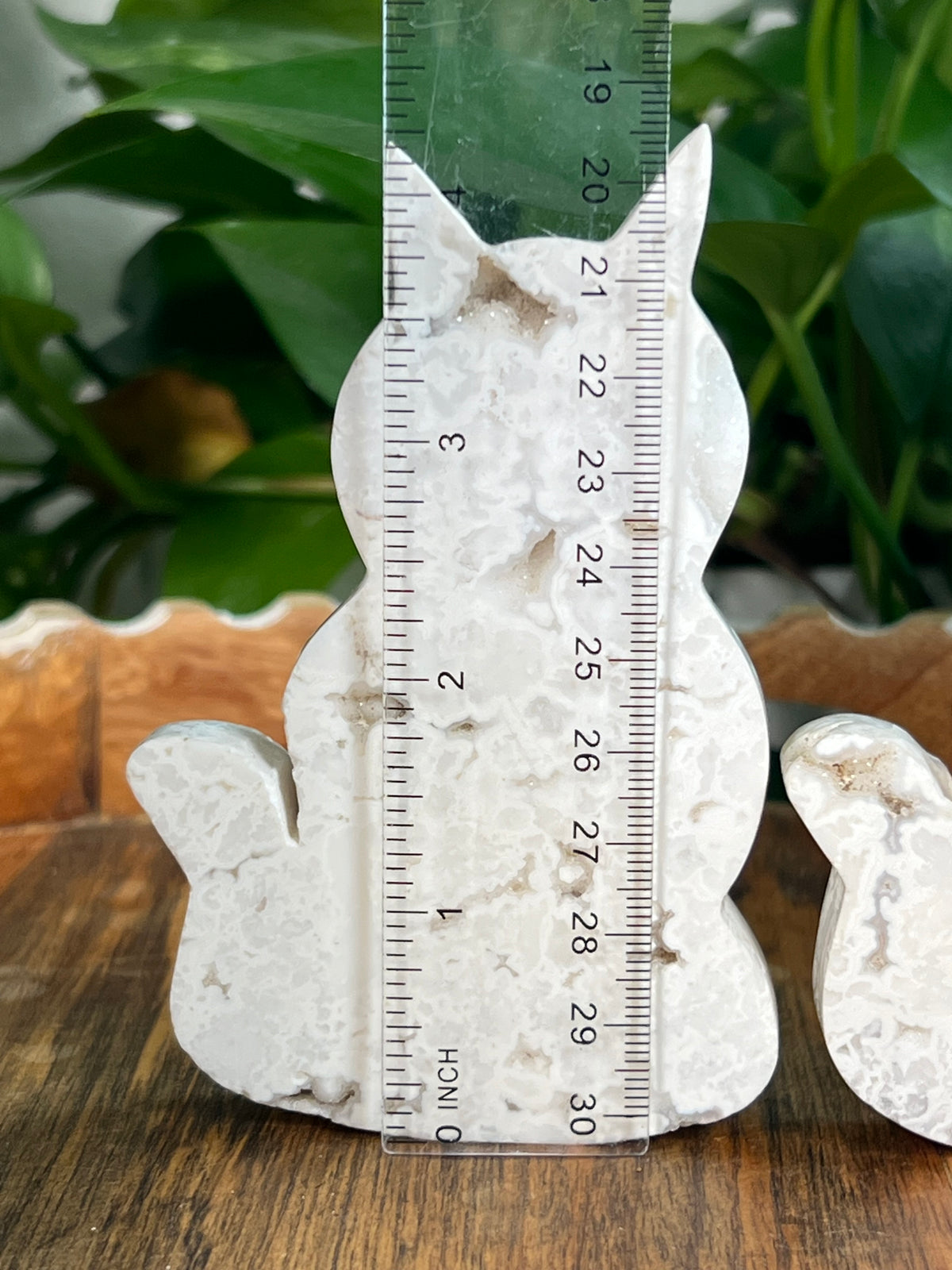 White Plume Agate Cats