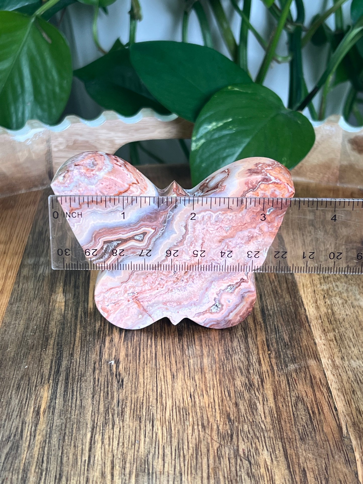 Crazy Lace Agate Butterfly: D