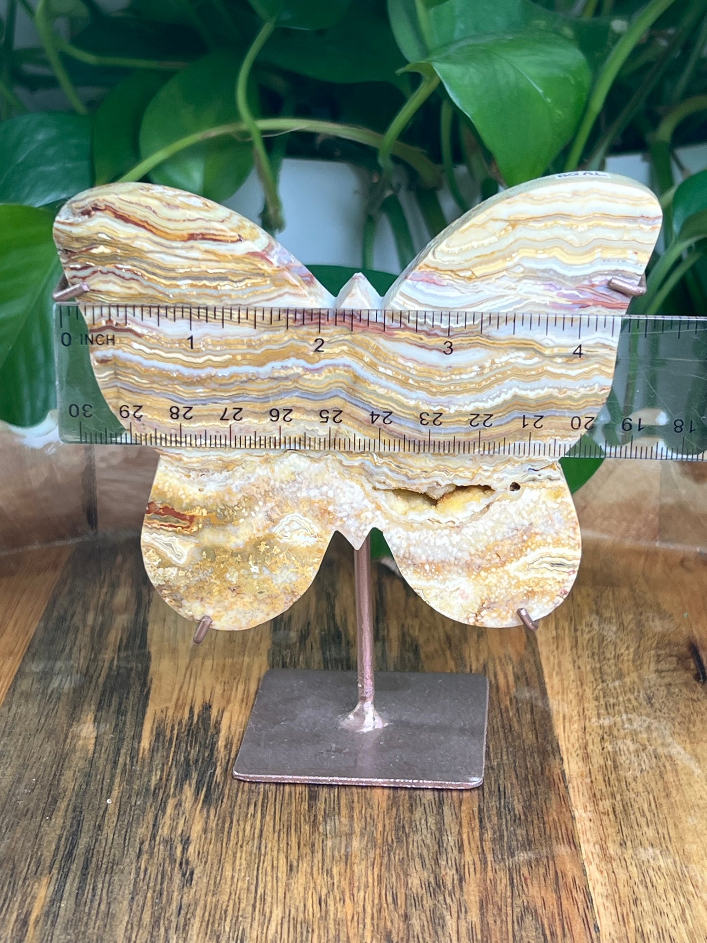 Crazy Lace Agate Butterfly: AL