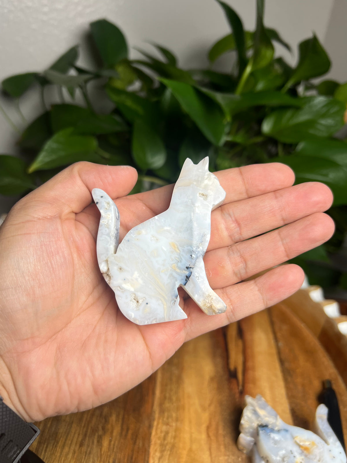 Dendritic Tiger Agate Cat: PB