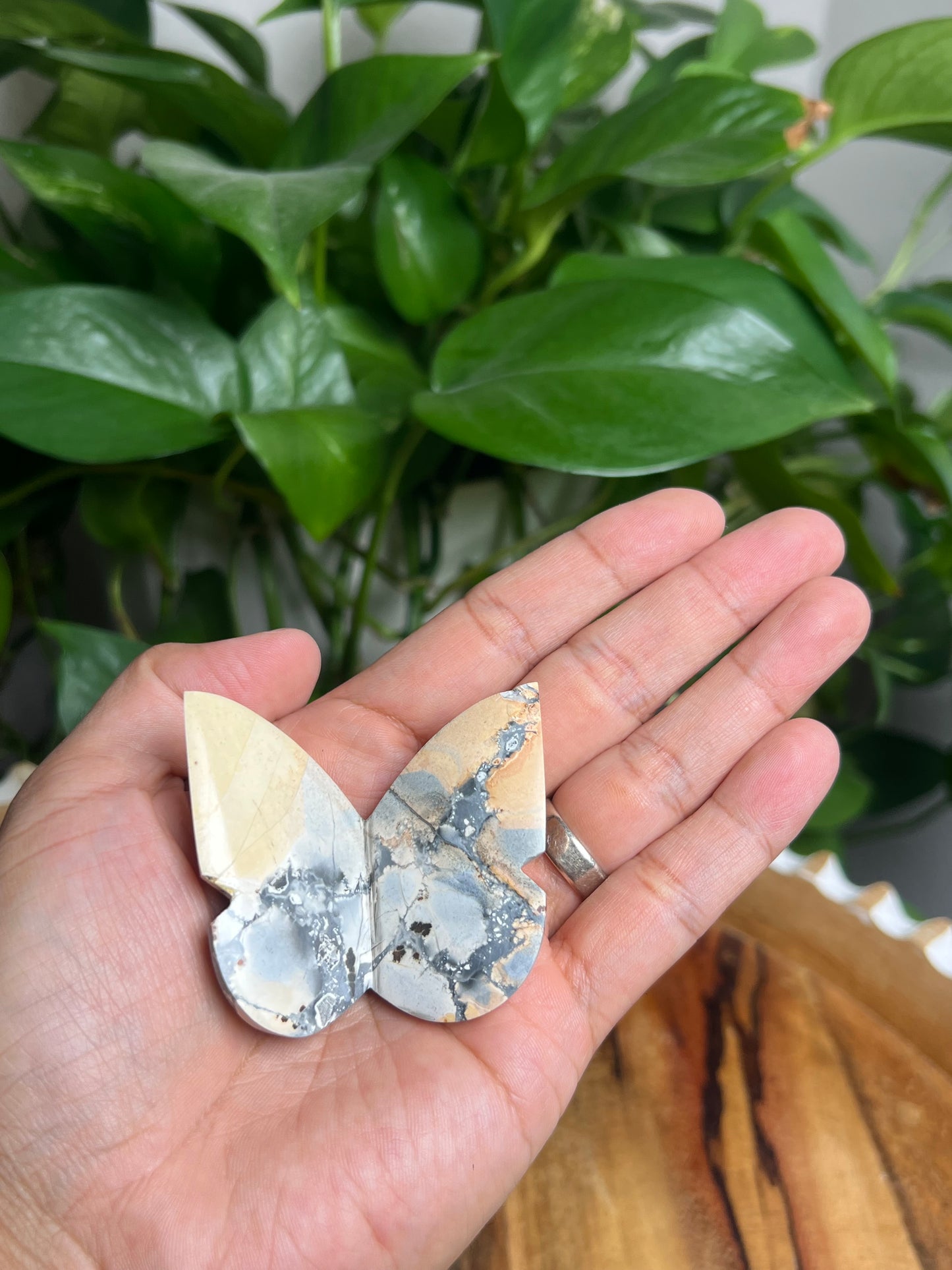 Maligano 3D Butterfly: AC