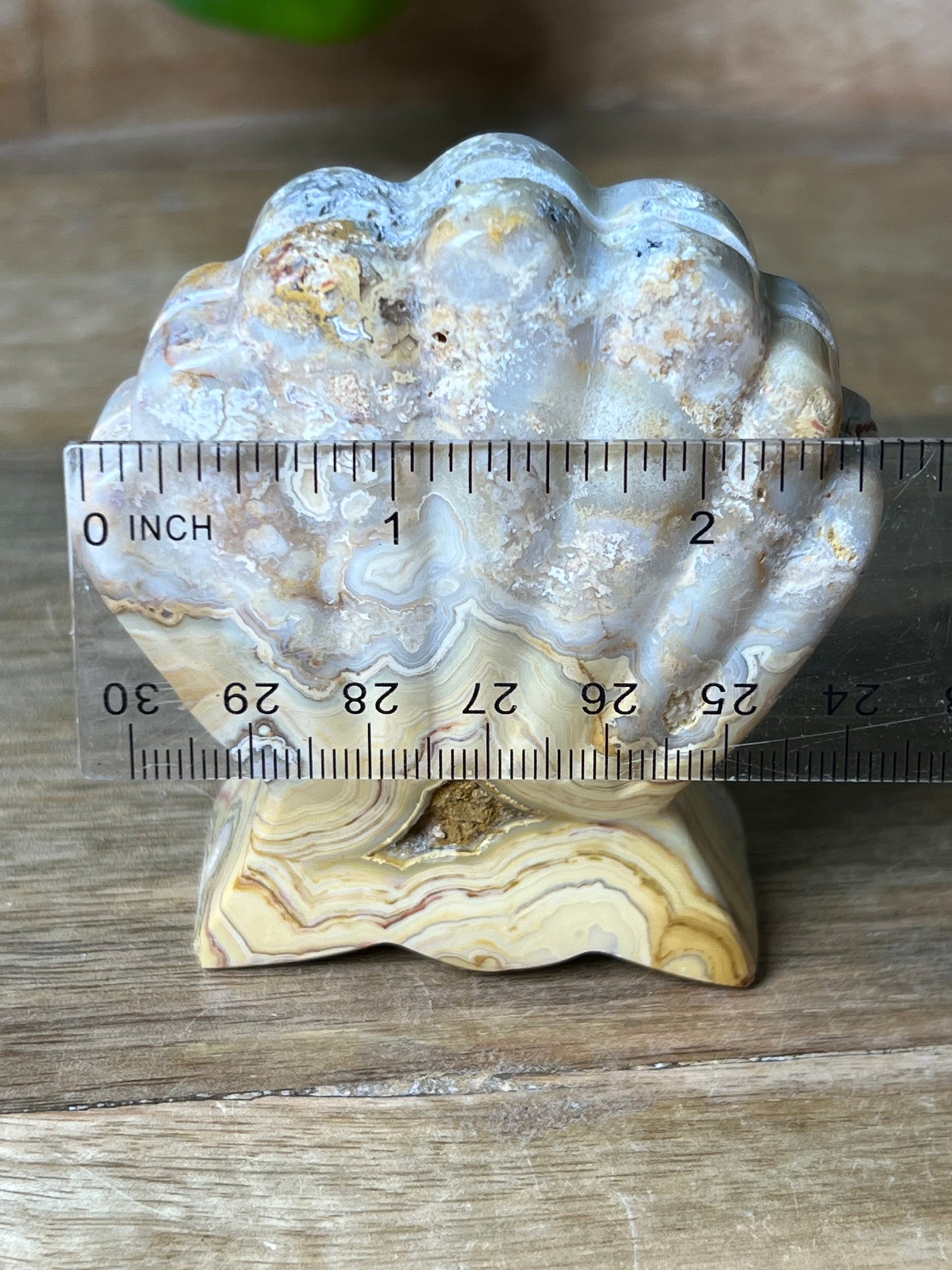 Crazy Lace Agate Shell
