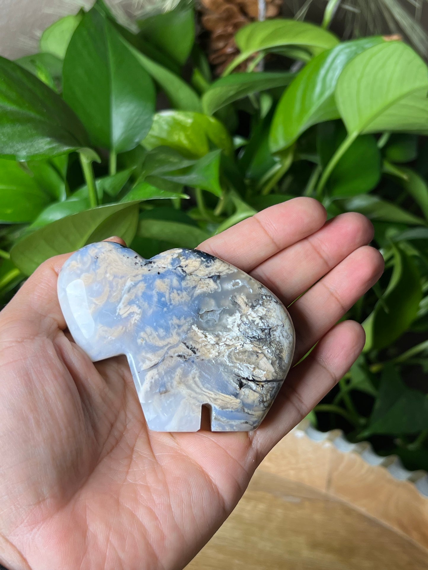 Dendritic Tiger Buffalo