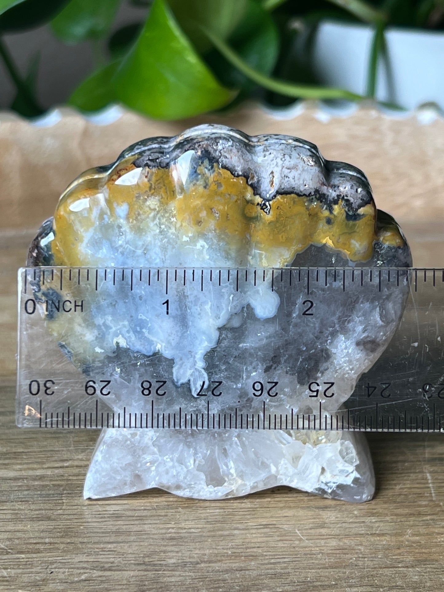 Brecciated Jasper Shell
