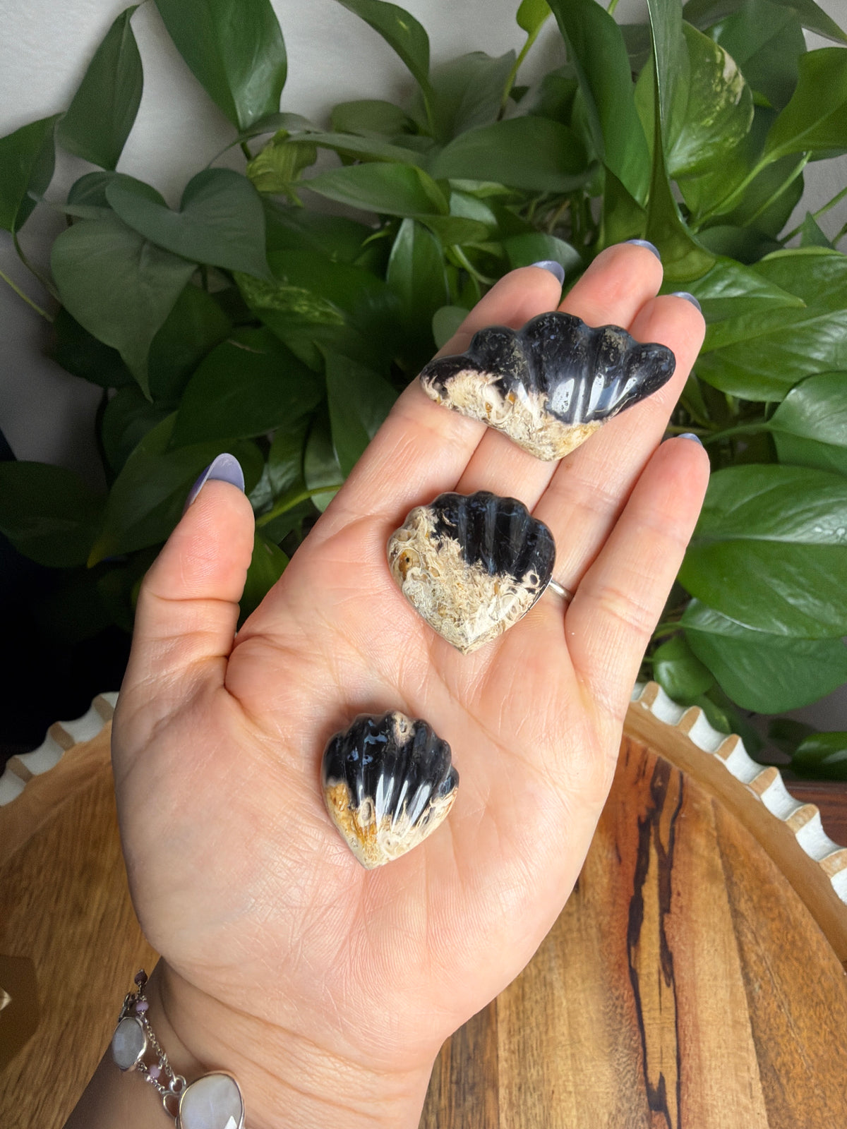 Palm Root Shells