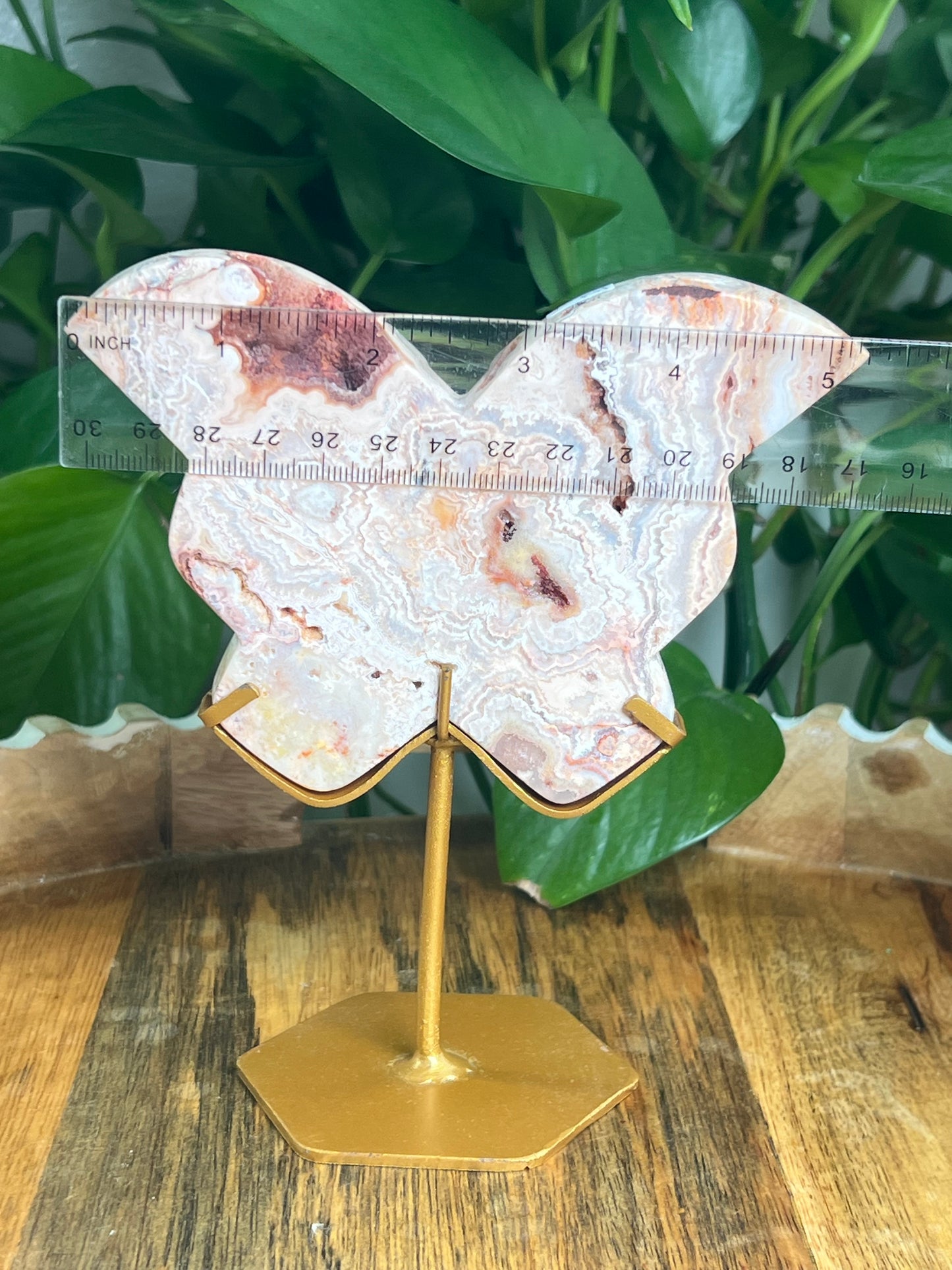 Crazy Lace Agate Butterfly: PH