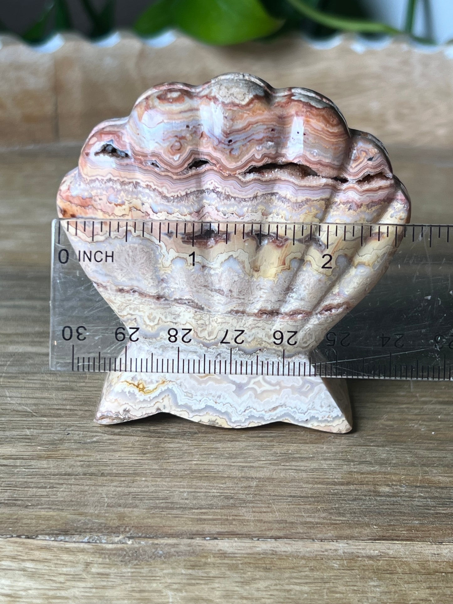 Crazy Lace Agate Shell