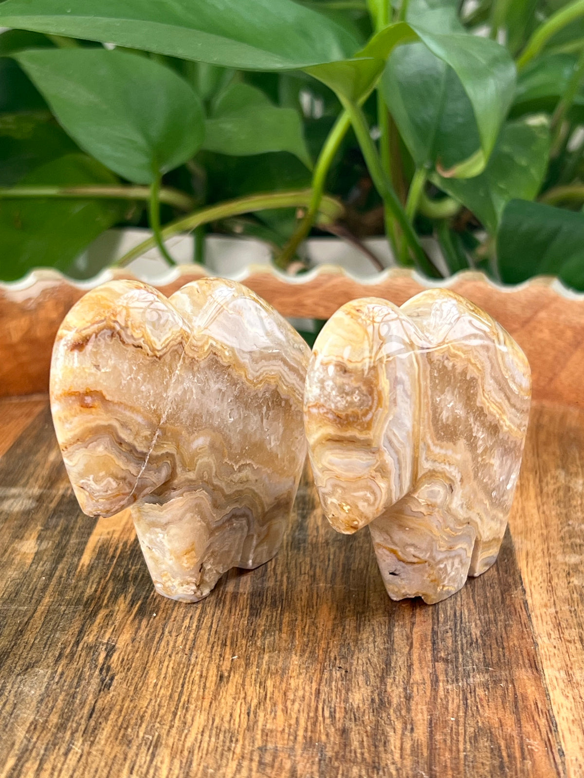 Crazy Lace Agate Buffalos