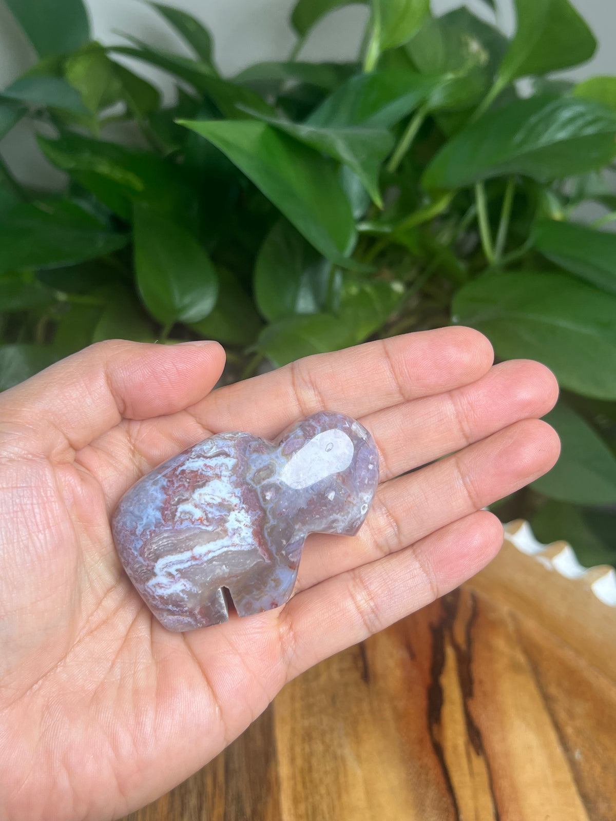 Sumatra Plume Agate Mini Buffalo: Di