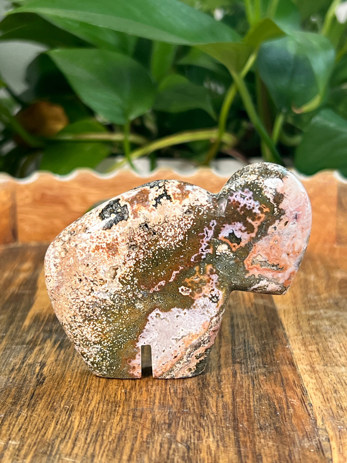 Sea Jasper Buffalos