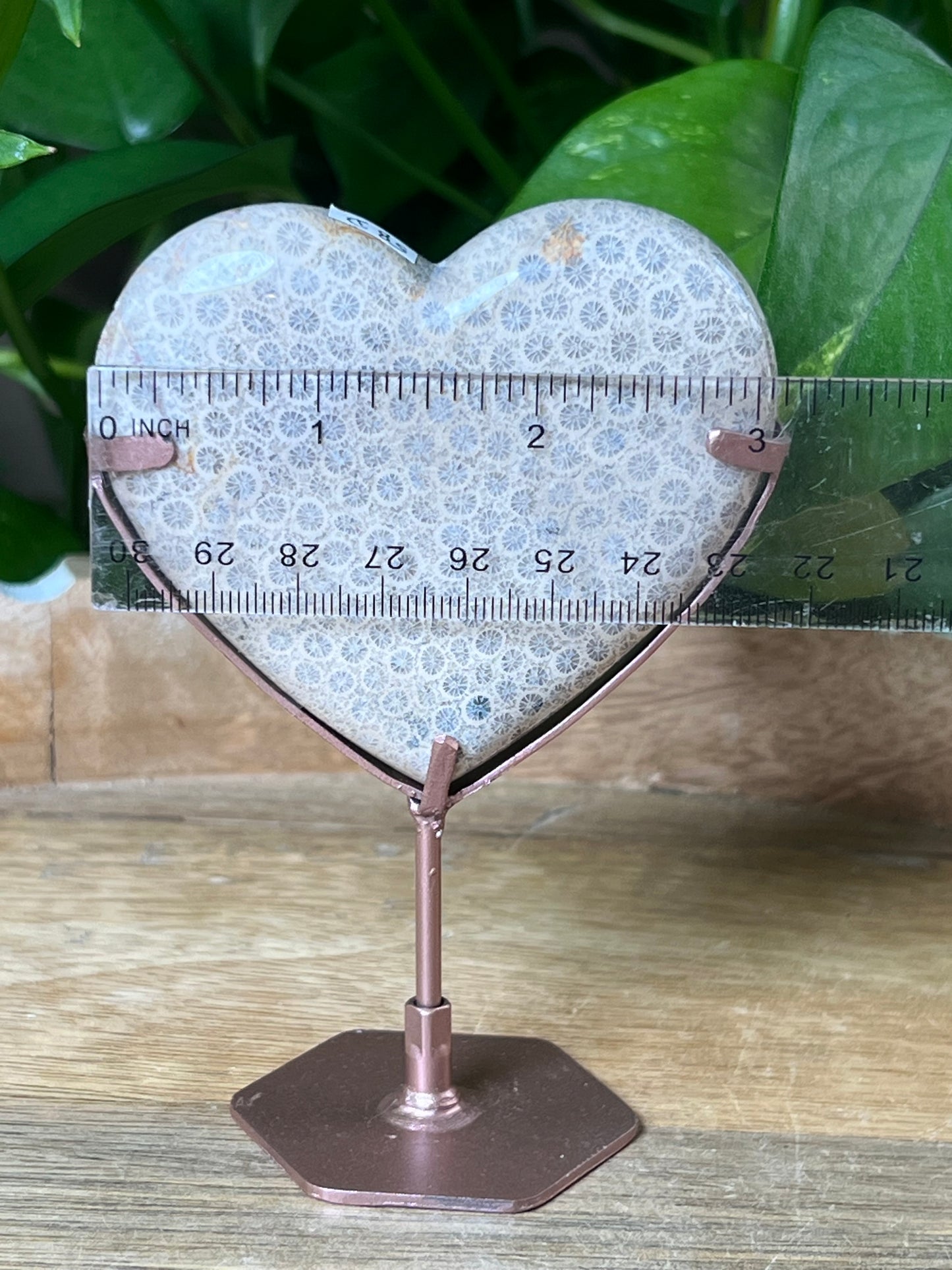 Fossil Coral Heart