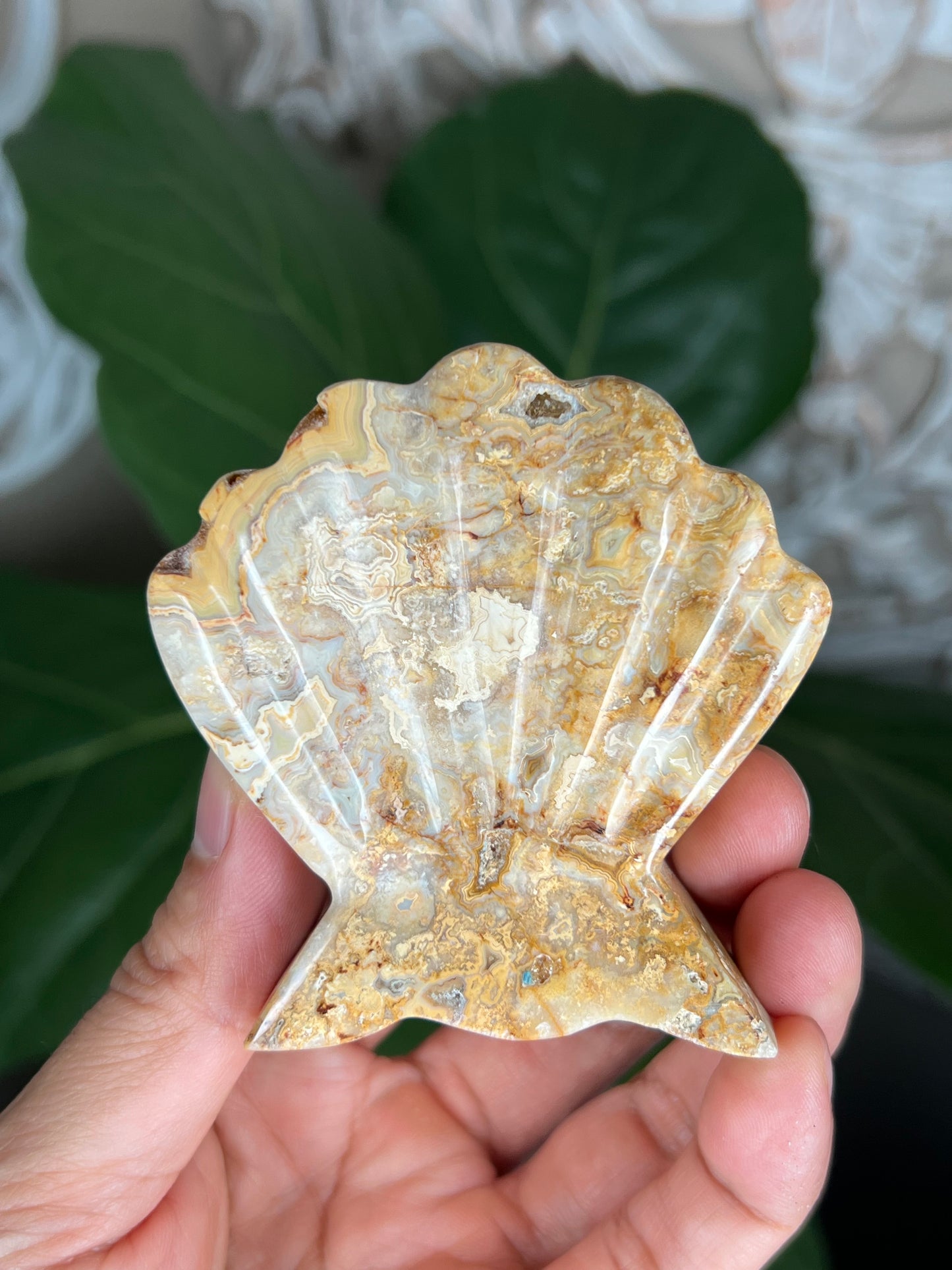 Crazy Lace Agate Shell