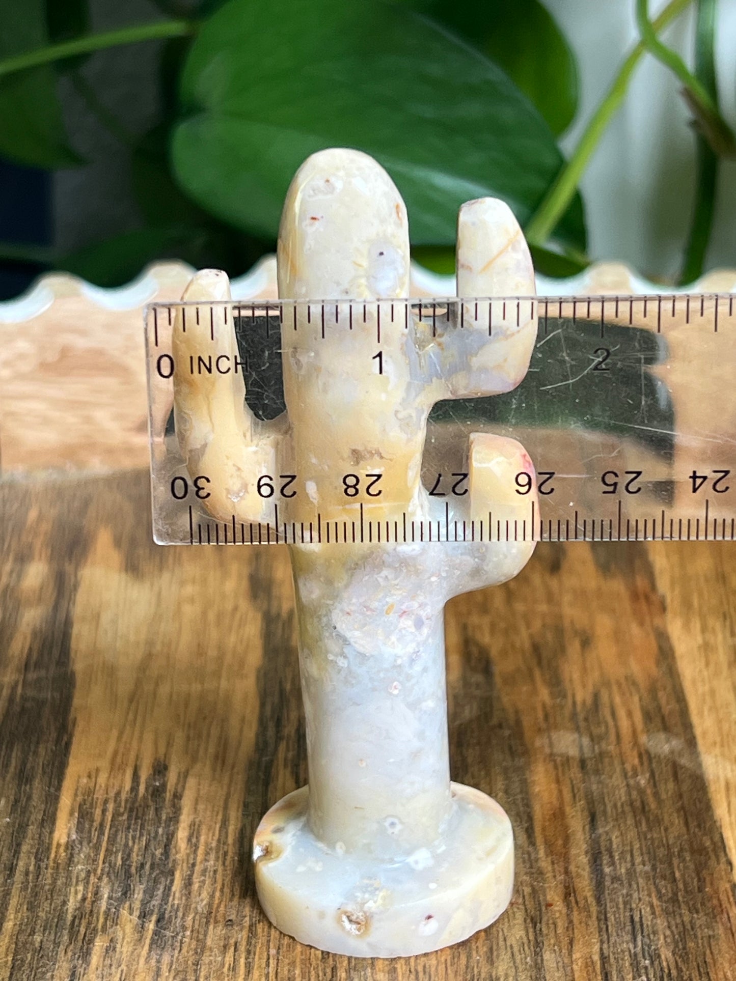 Crazy Lace Agate Cactus