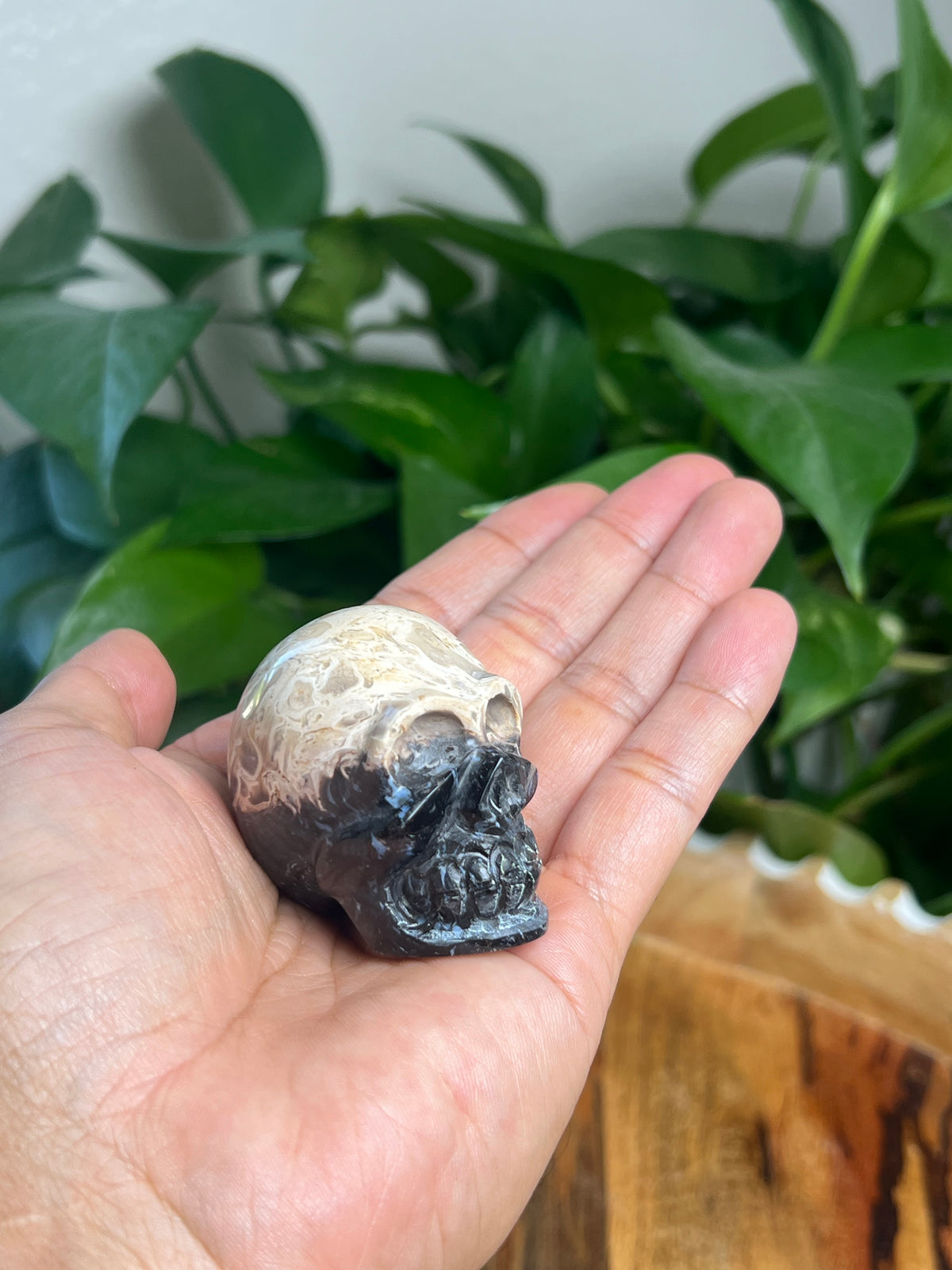 Palm Root Mini Skull: Ni