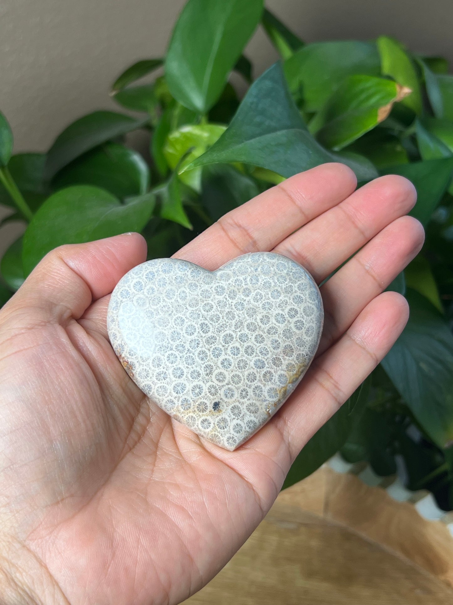 Fossil Coral Heart