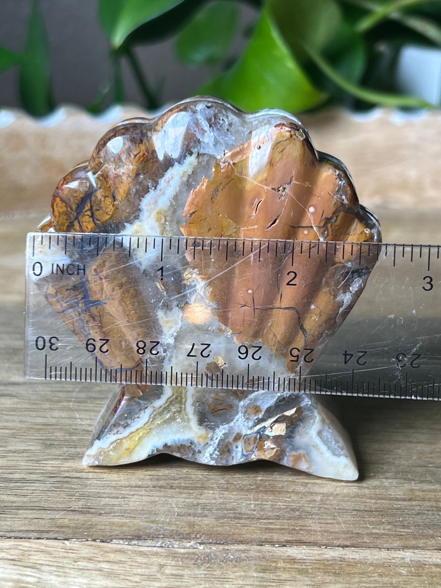 Brecciated Jasper Shell