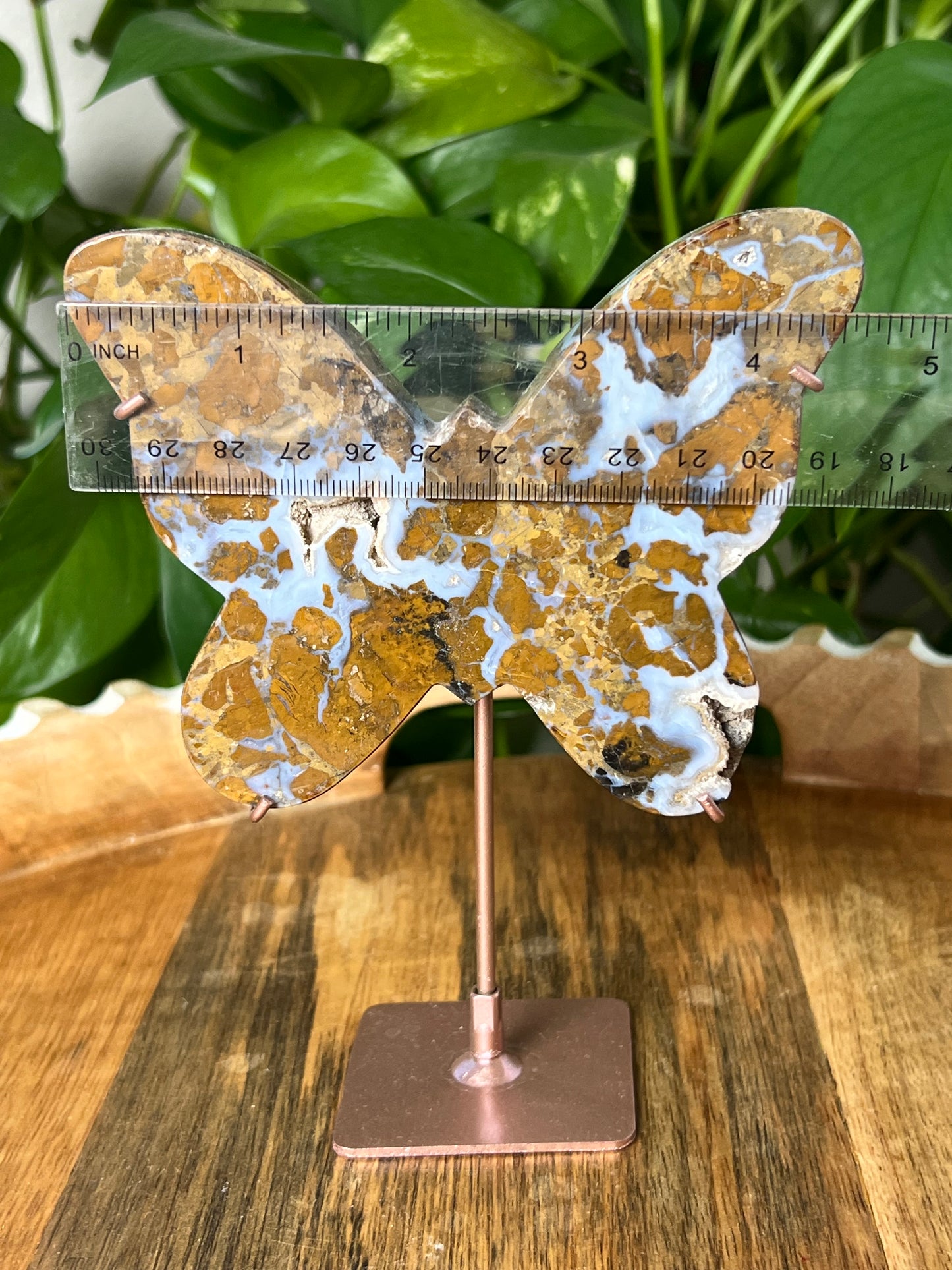 Brecciated Jasper Butterfly