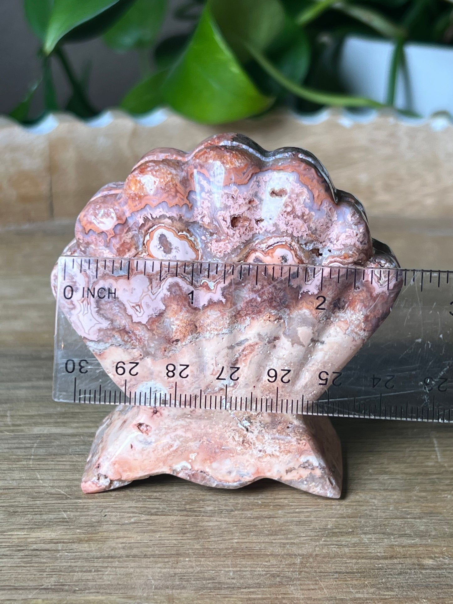 Crazy Lace Agate Shell