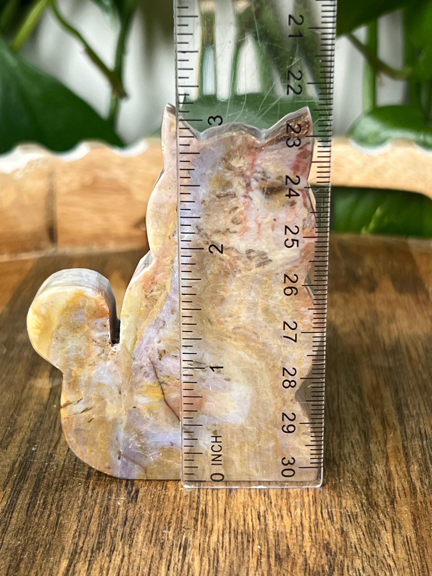 River Jasper Cat
