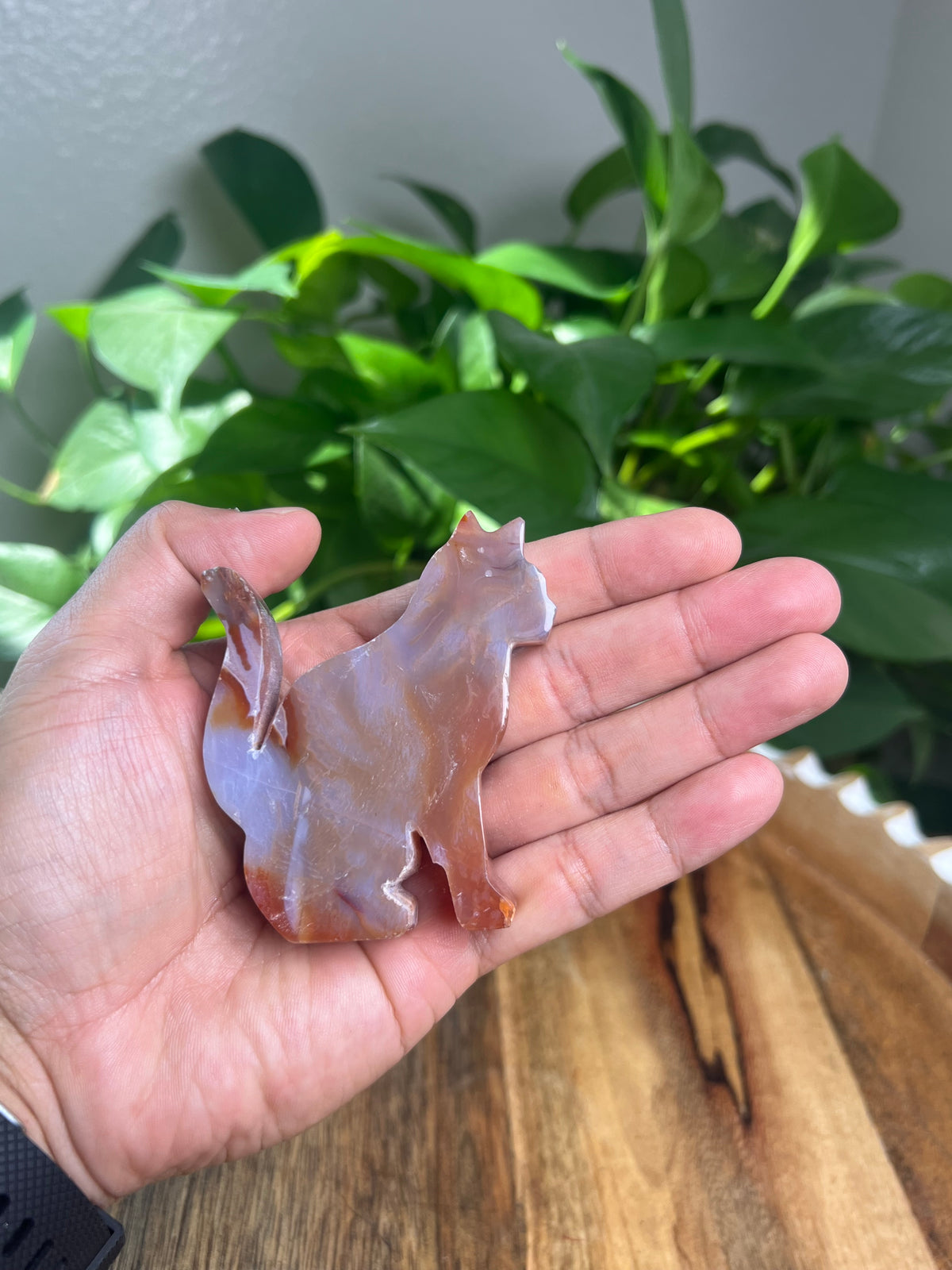 Carnelian Cat: PH