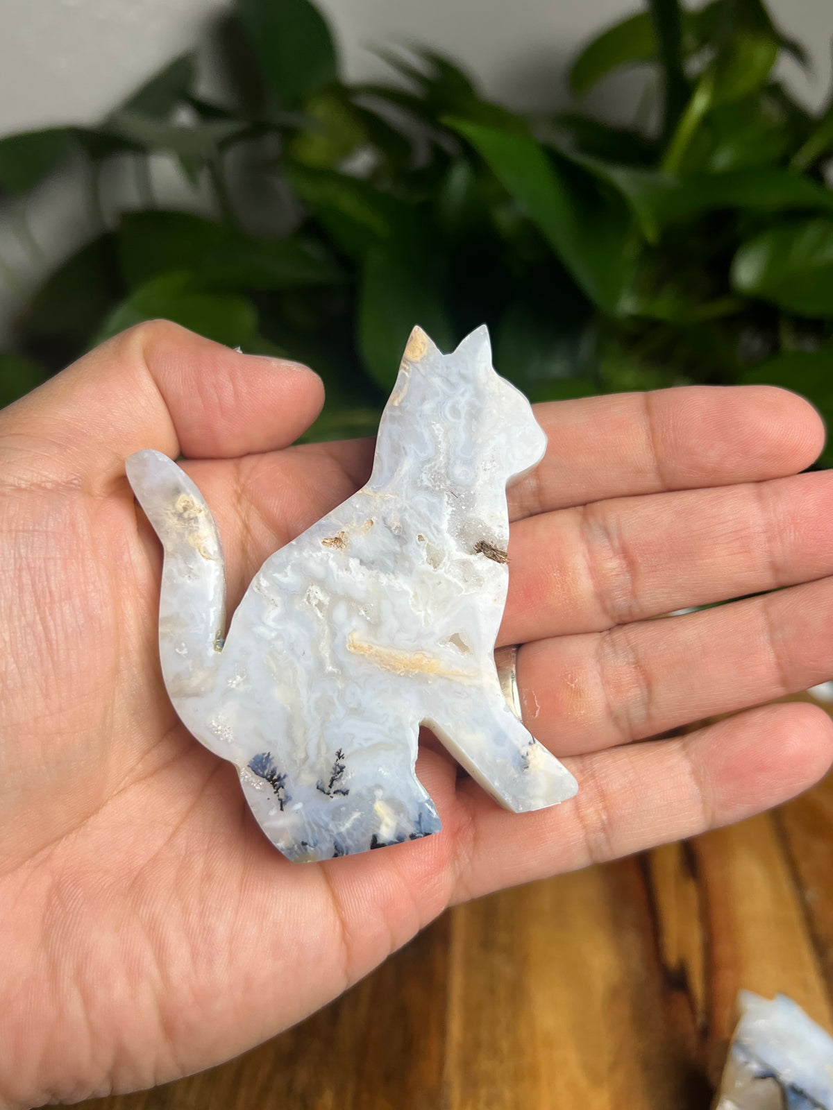 Dendritic Tiger Agate Cat: PA