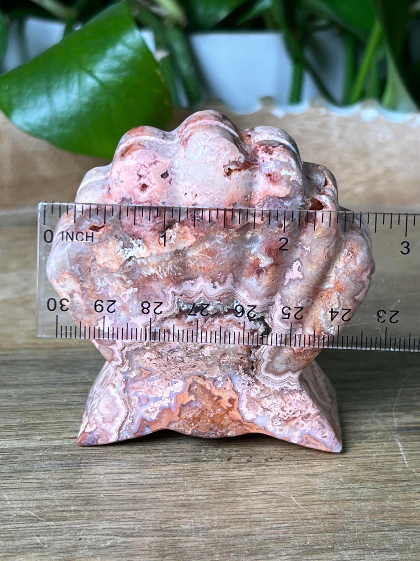 Crazy Lace Agate Shell