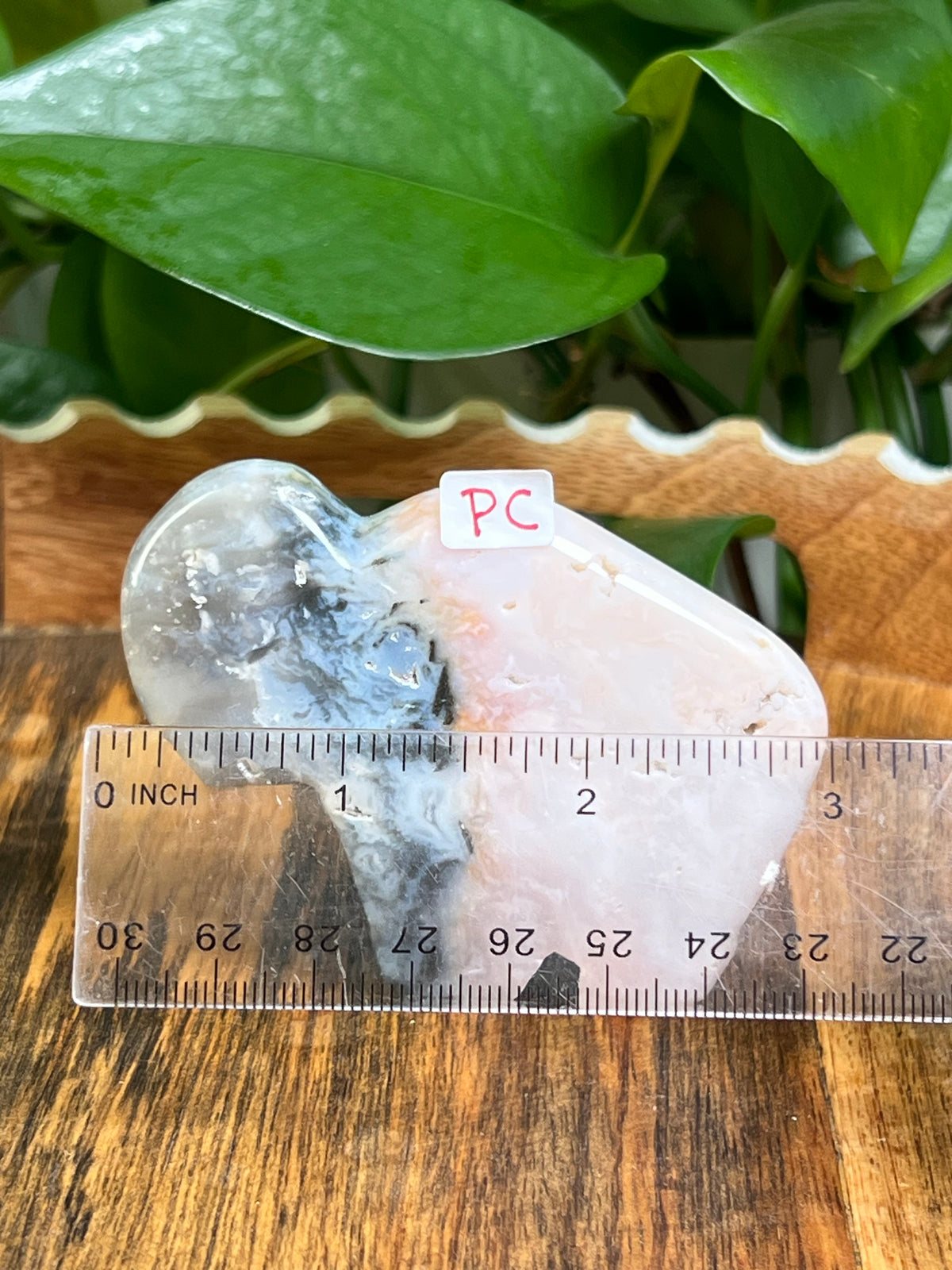 Rainbow Plume Agate Buffalos