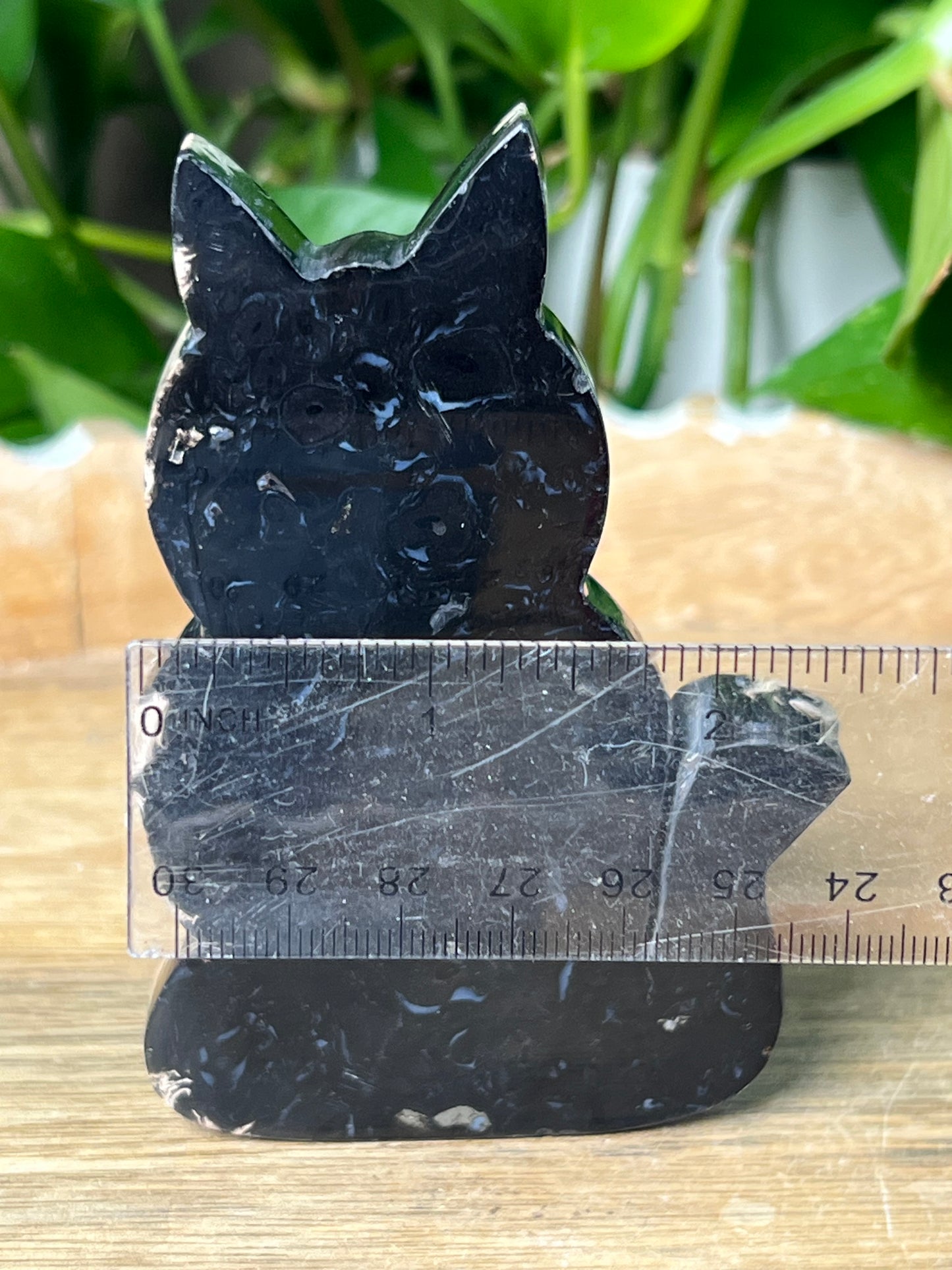 Palm Root Cat