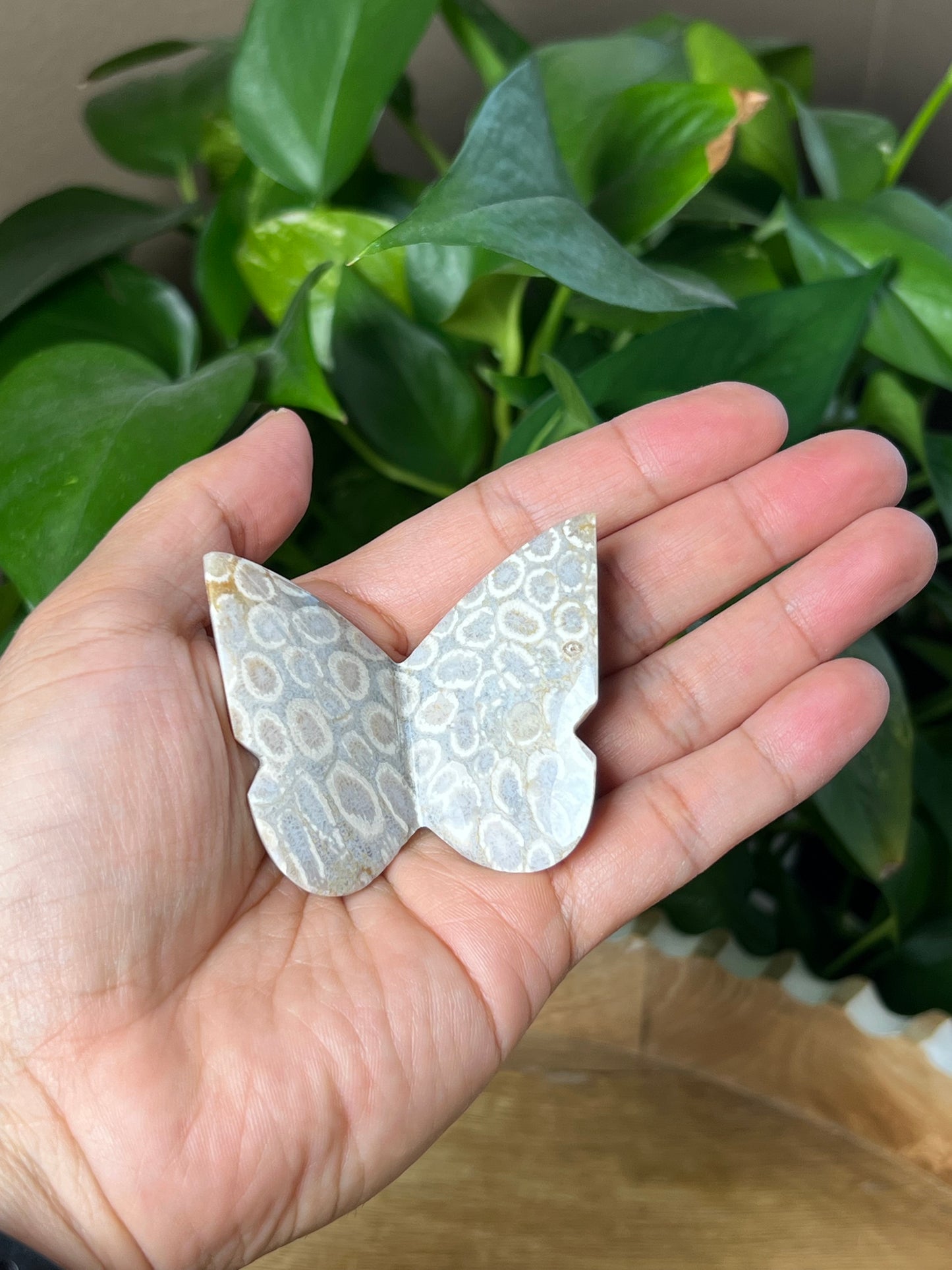 Fossil Coral 3D Butterfly
