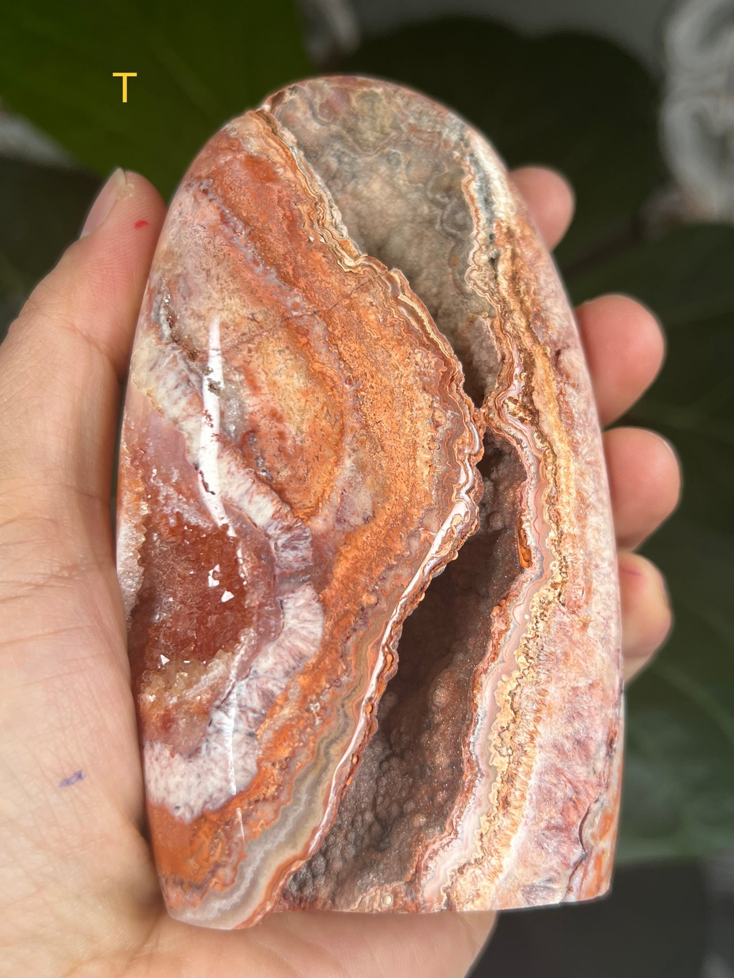 Crazy Lace Agate Freeforms