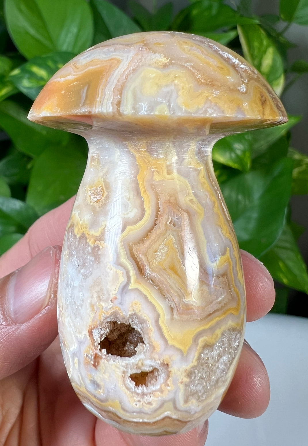Crazy Lace Agate Mushrooms