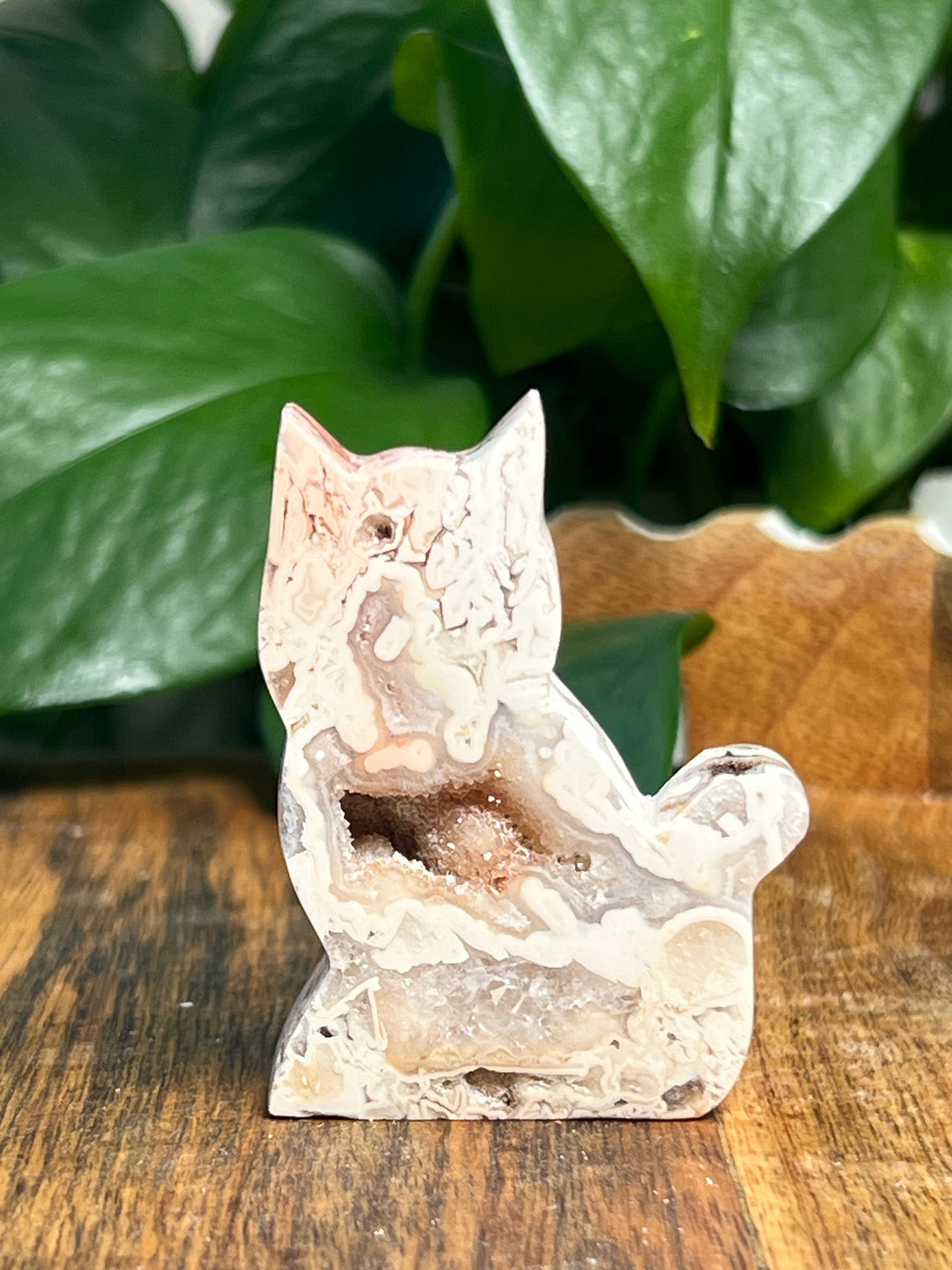 Tube Agate Mini Cats