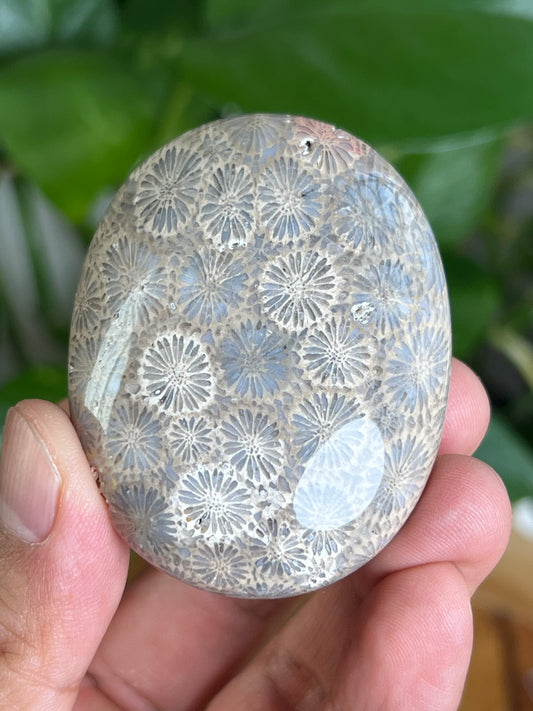 Fossil Coral Palmstone: MA