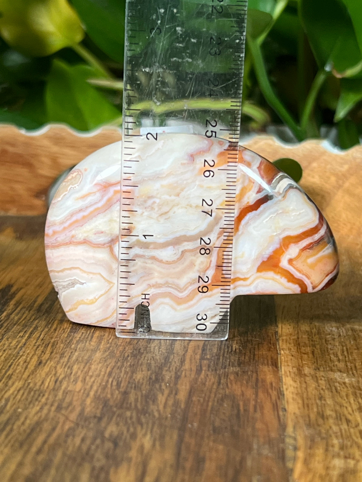 Crazy Lace Agate Bears