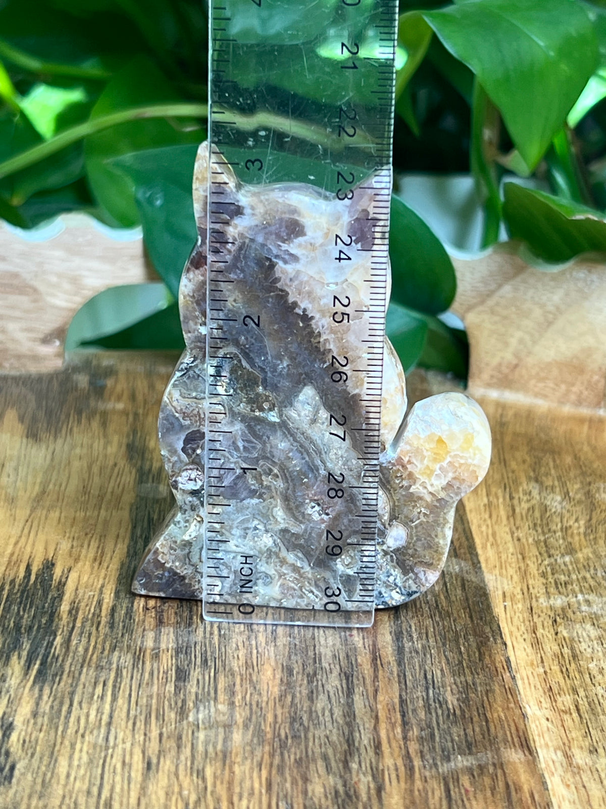 Indonesian Amethyst Cat: CF