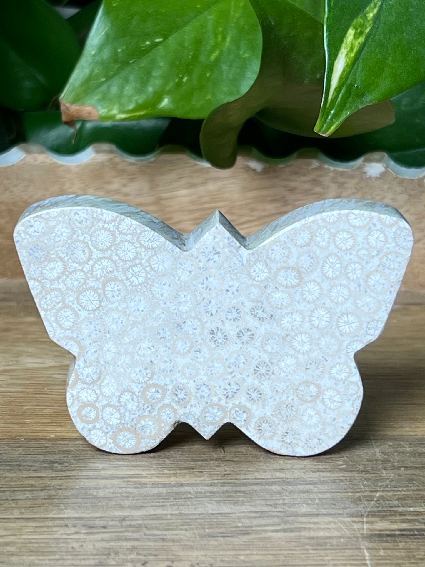 Fossil Coral Butterfly