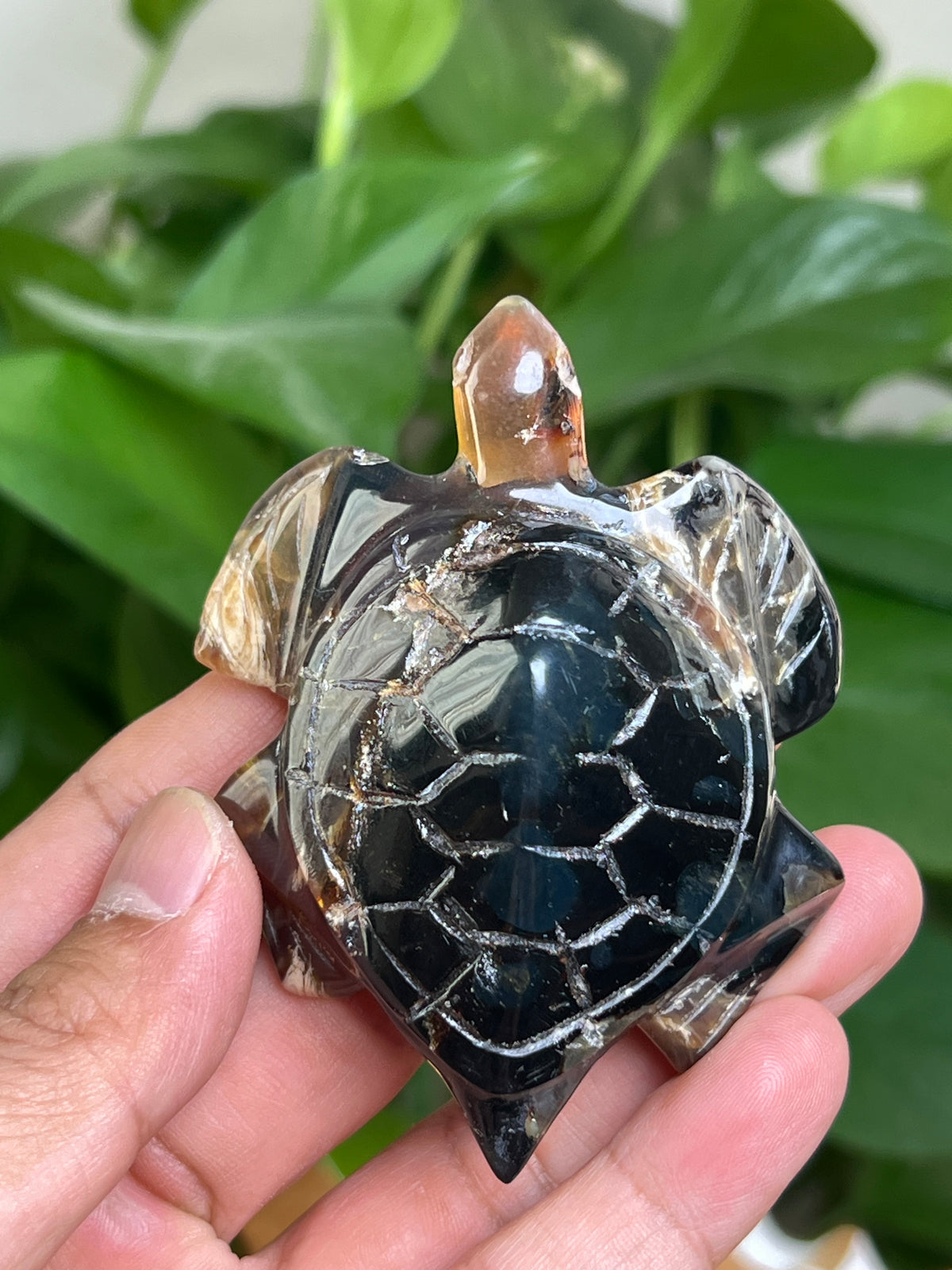 Amber Turtle: A