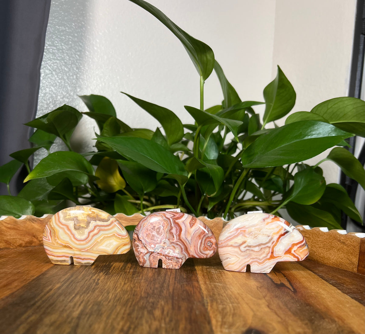Crazy Lace Agate Bears