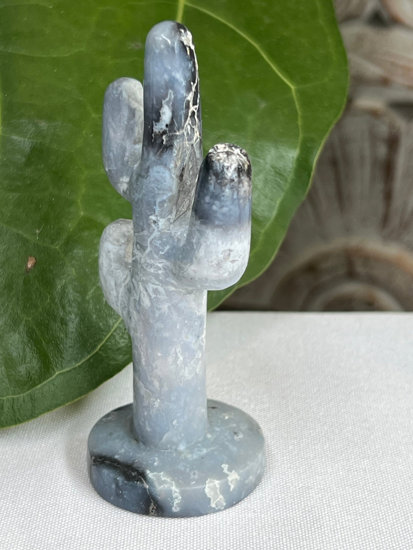 Blue Plume Agate cactus