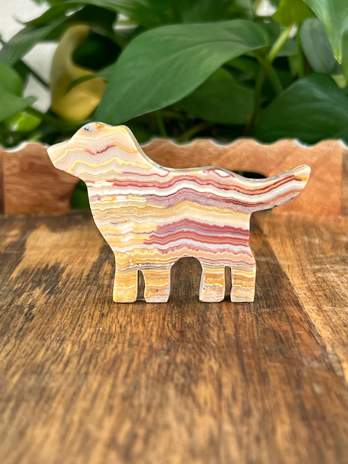 Crazy Lace Agate Dogs