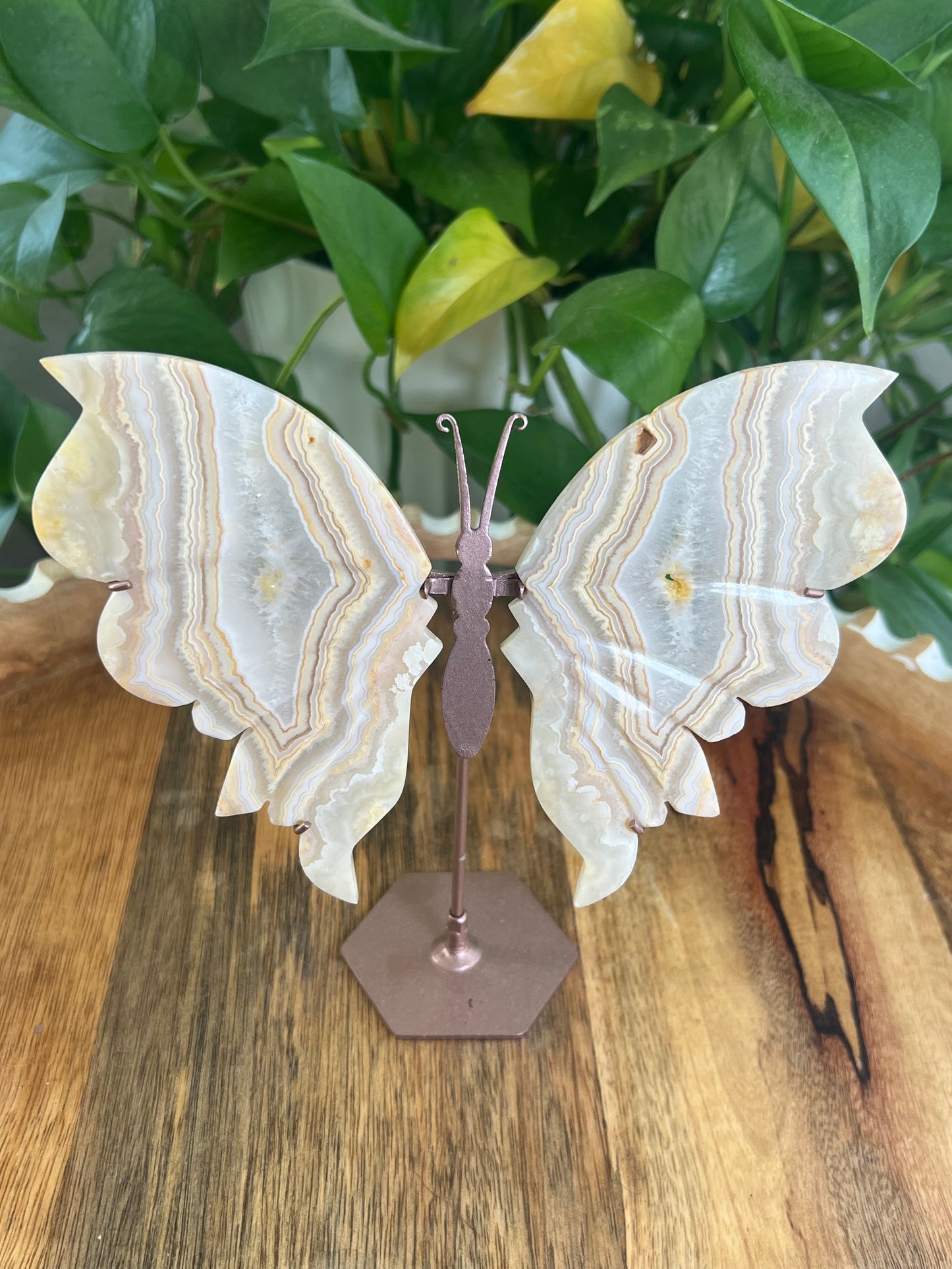 Yellow Crazy Lace Agate Wings Q