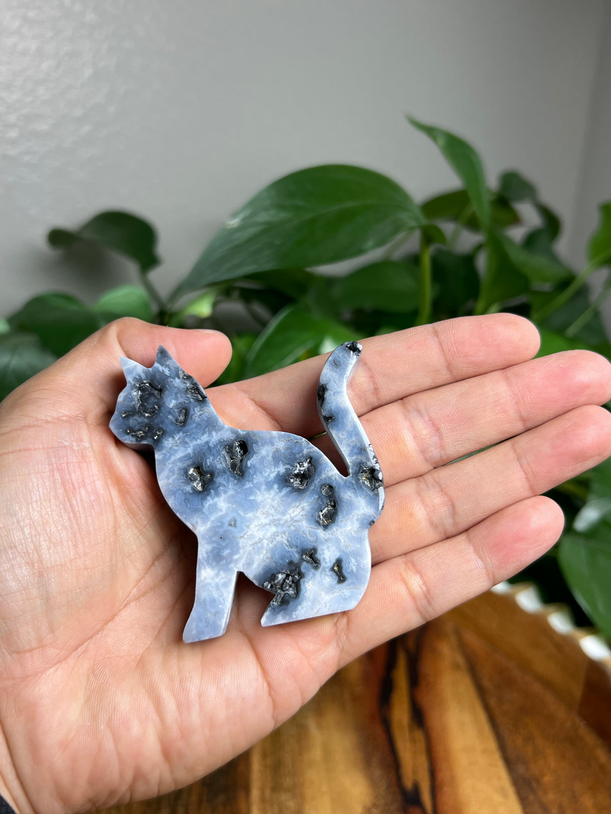 Blue Plume Agate Cat: LC