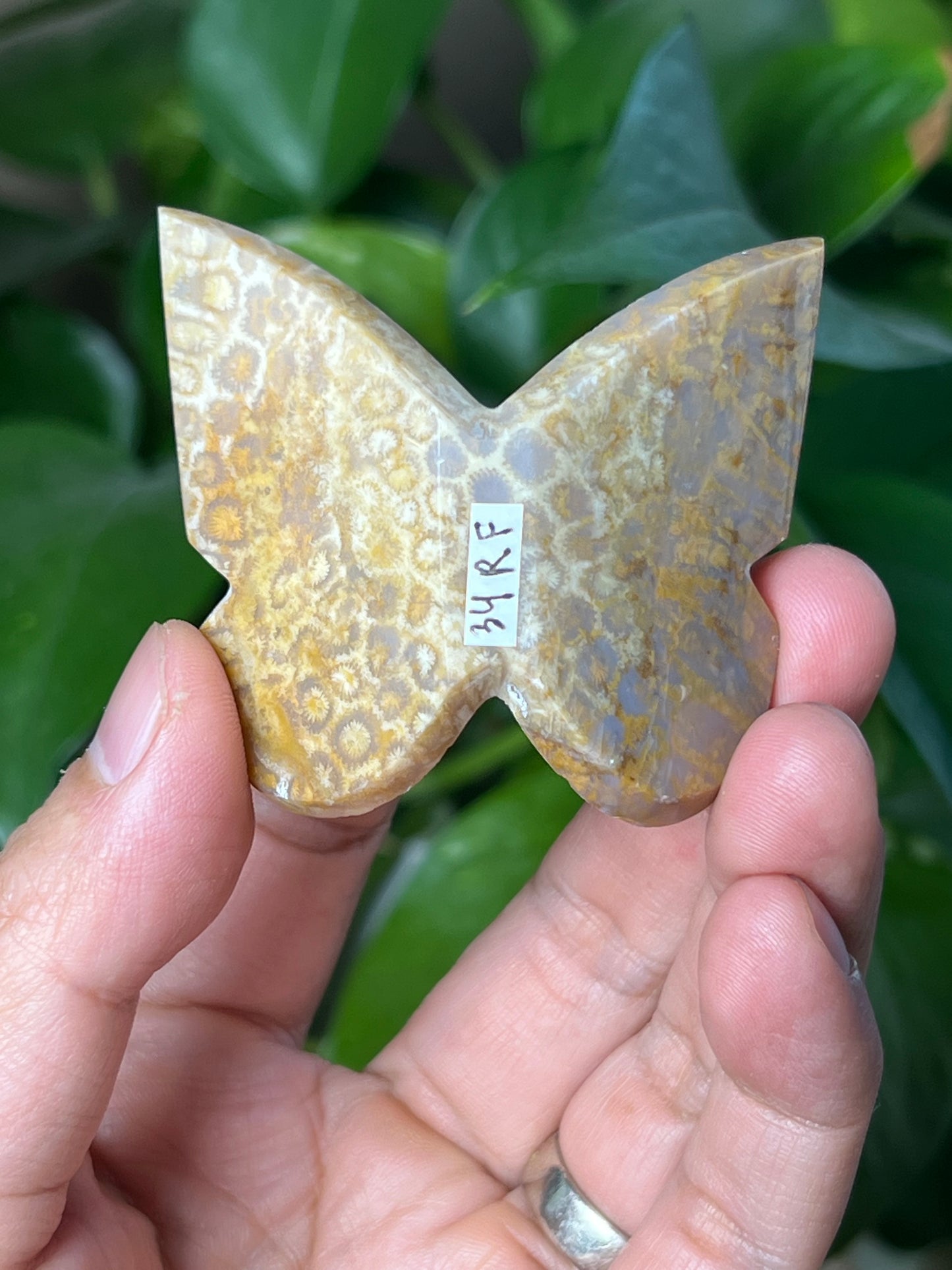 Fossil Coral 3D Butterfly