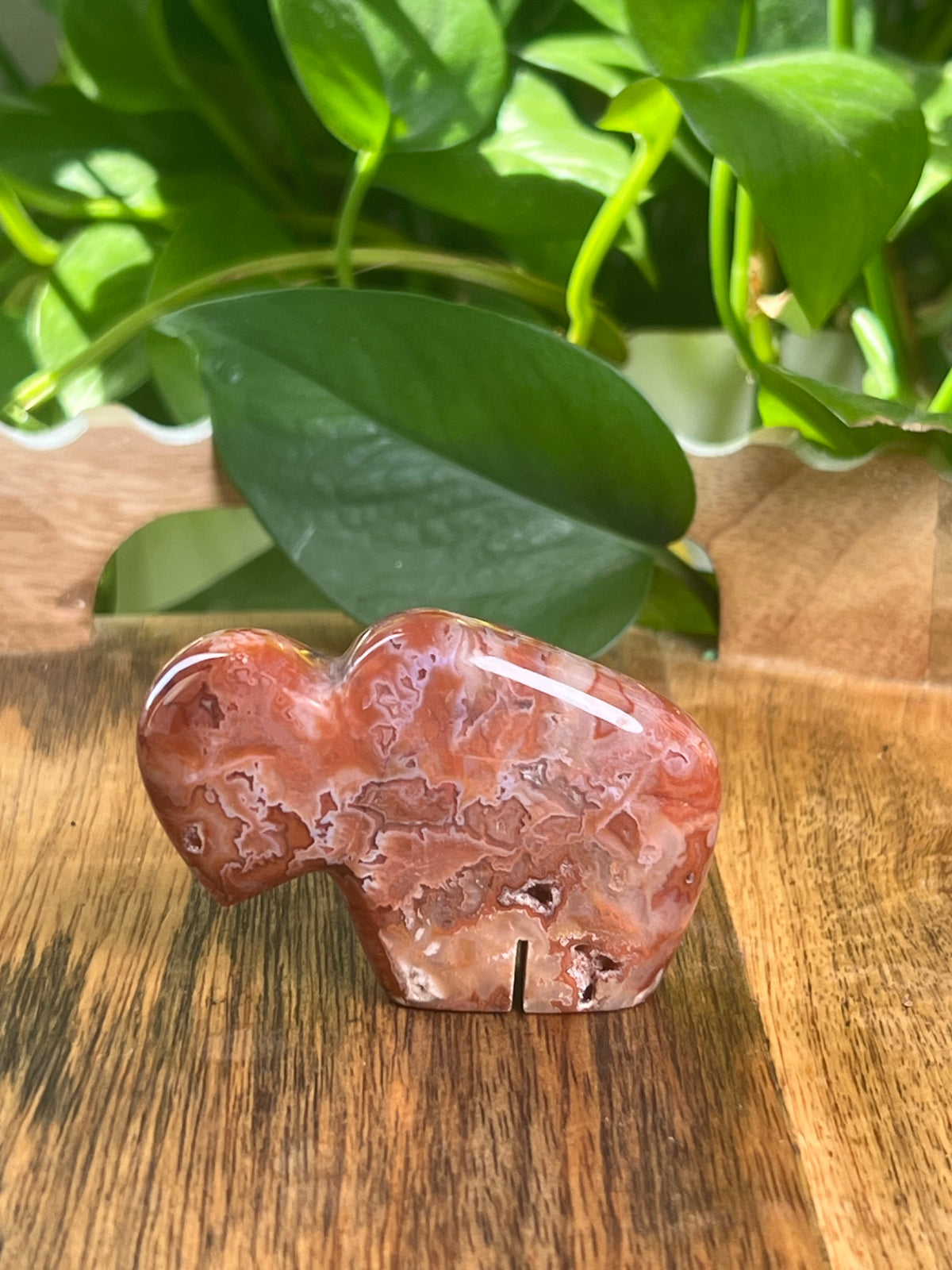 Carnelian Mini Buffalo: BA
